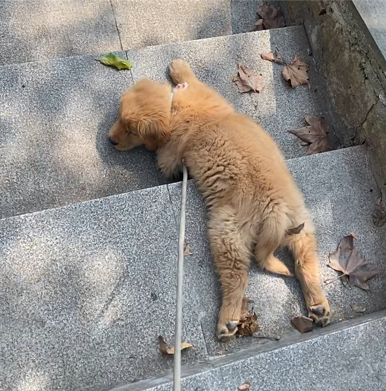 小金毛:呜呜呜,累死我了,我以后再也不想爬山了![大哭]#狗狗