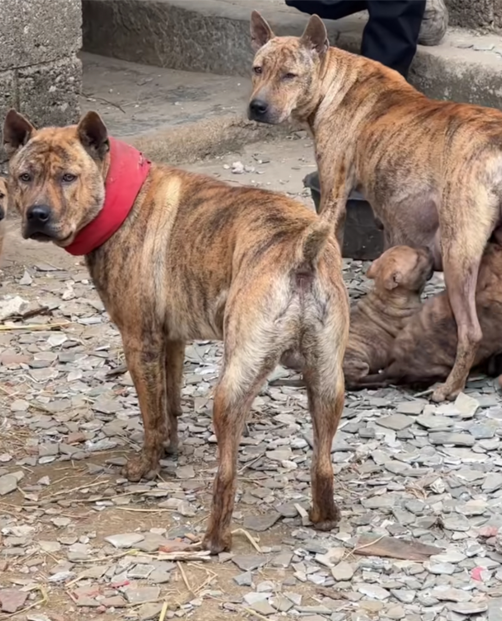 第一次见这种土狗,看着好凶![汗]#狗狗