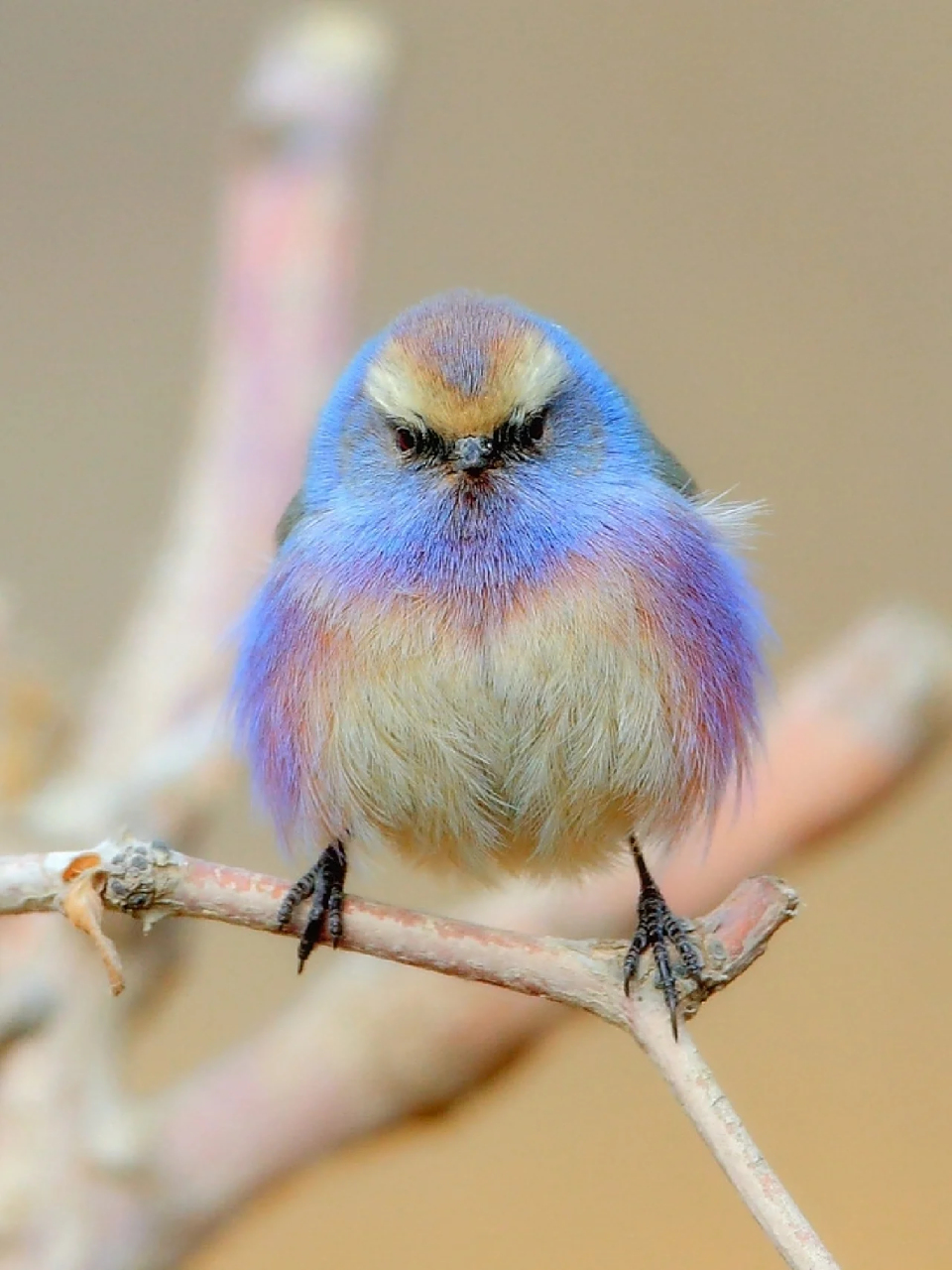 这鸟真漂亮啊,有人认识吗?简直就是宝藏动物!