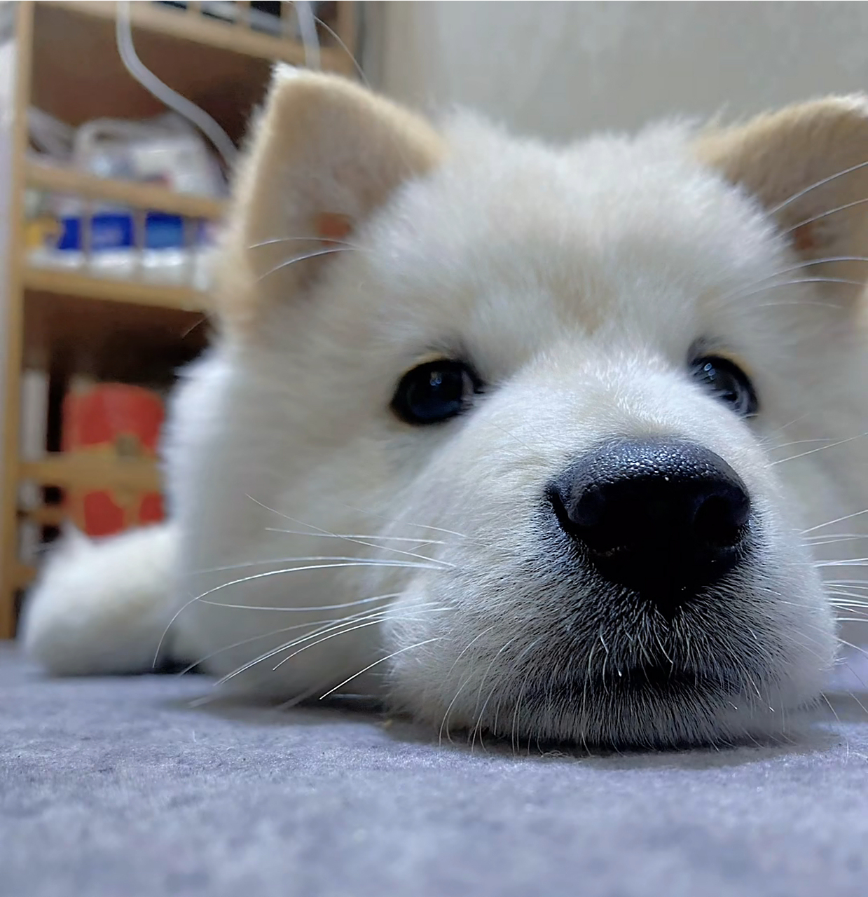 广西正宗白土松,颜值一点也不比萨摩耶差,真的超级漂亮!#中华田园犬