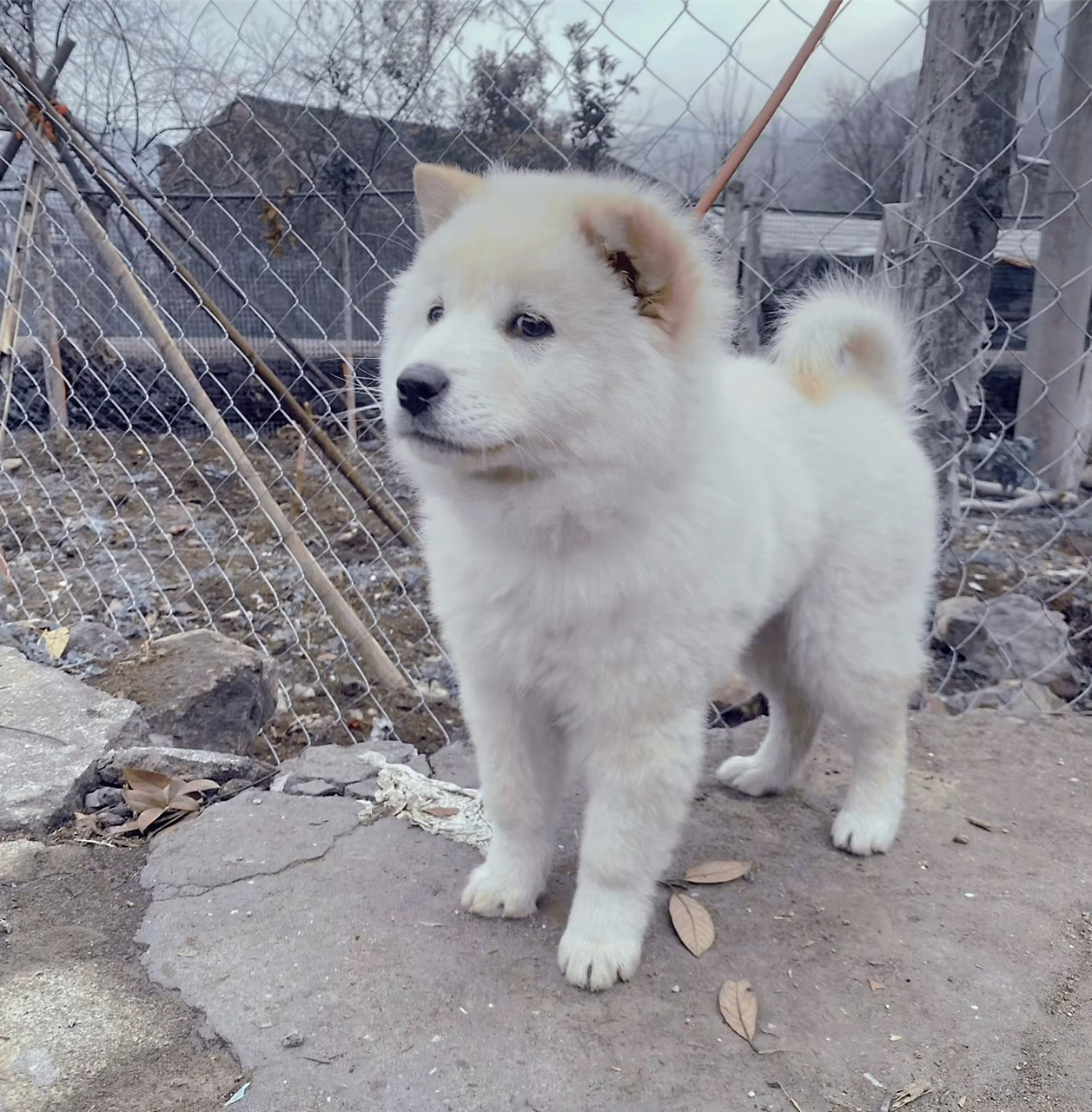 广西正宗白土松,颜值一点也不比萨摩耶差,真的超级漂亮!#中华田园犬