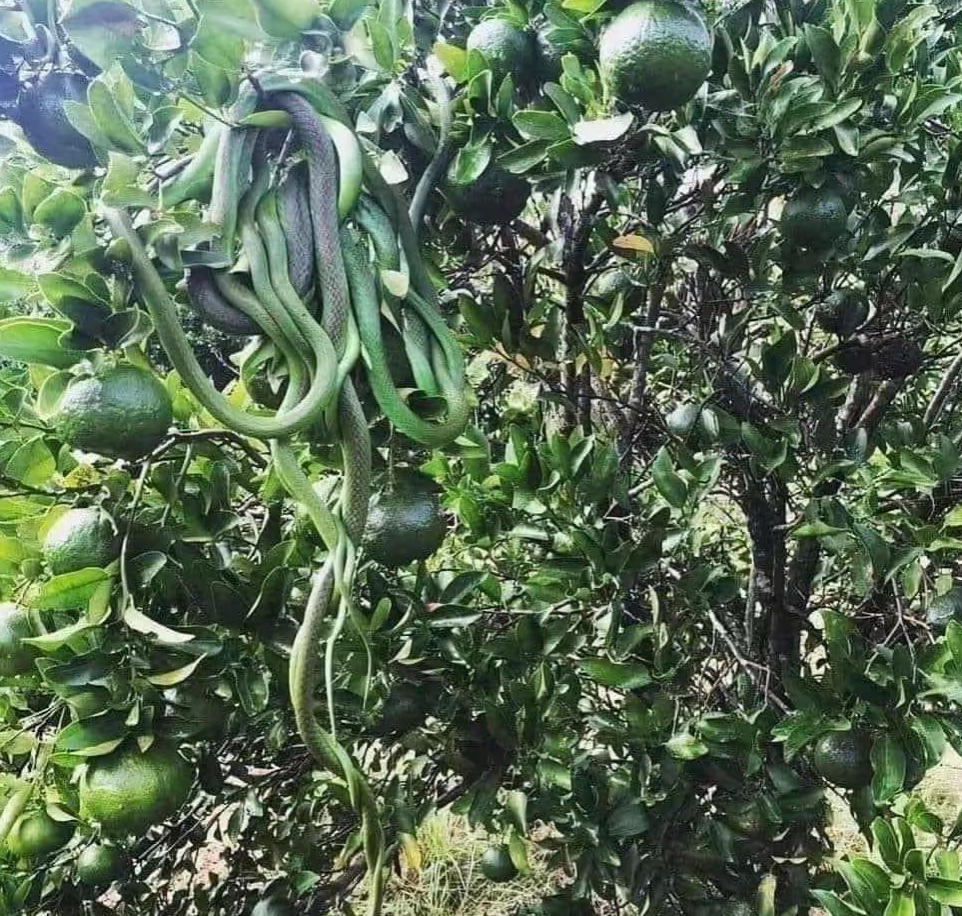 谁家的丝瓜长成这样的?是蛇瓜吗?