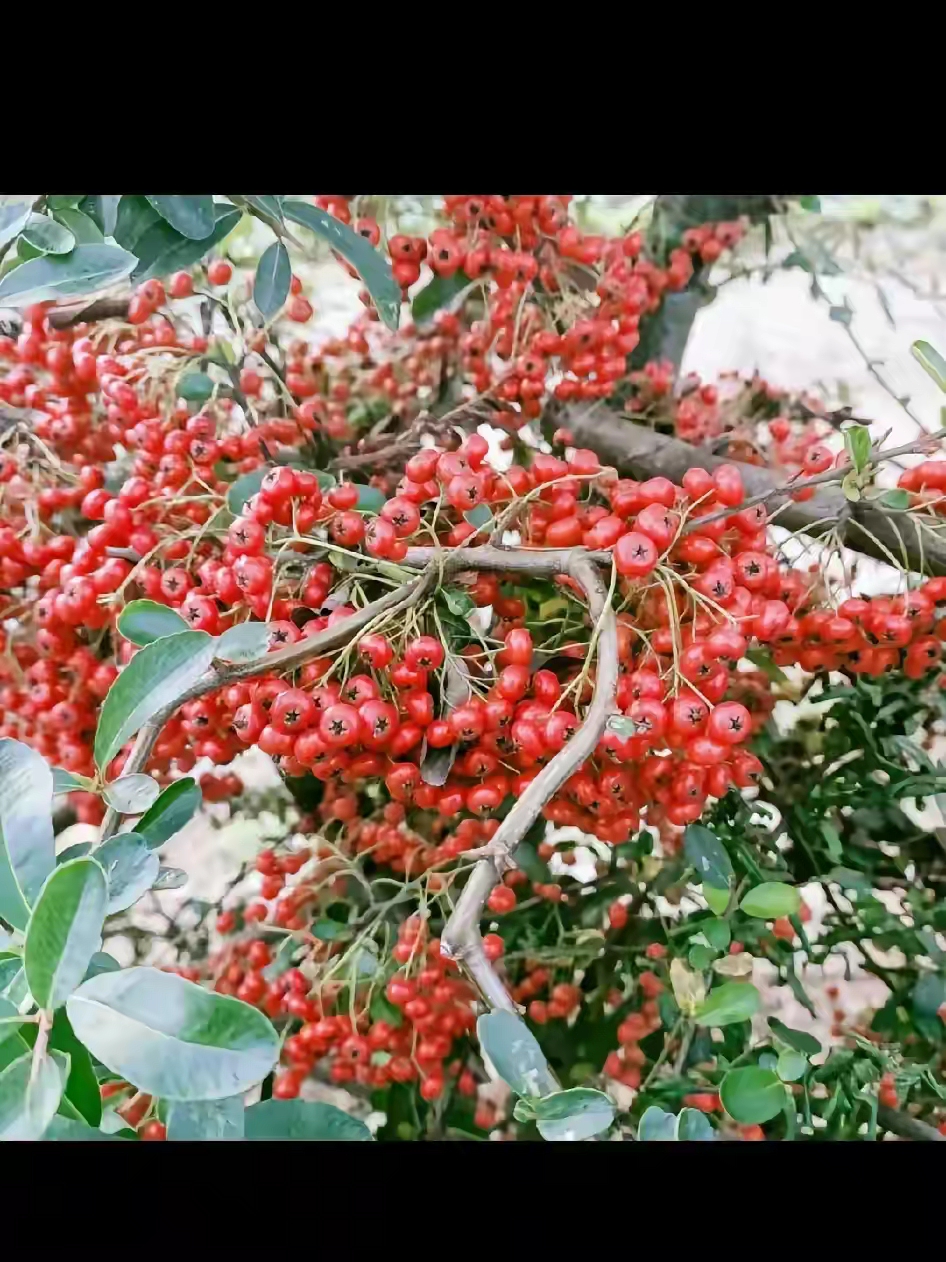 小的时候经常在山上看到这红色果子,问家人也不知道是什么果子,能不能