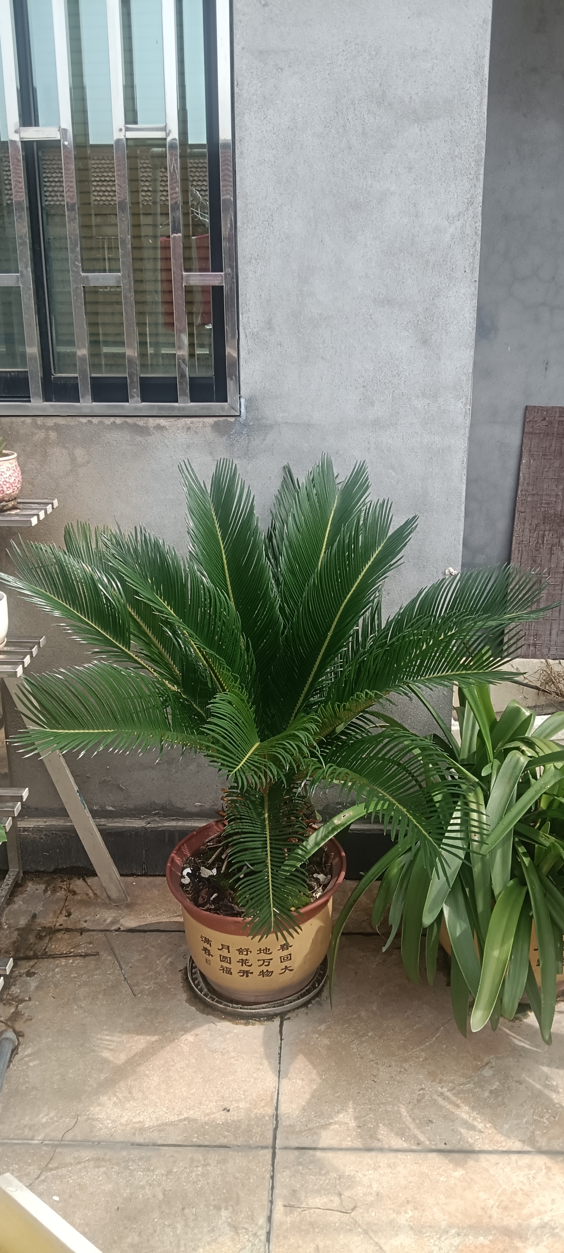 铁树长的不错吧,种了四五年,邻居给我的时候,特意问过好不好养活,瞧