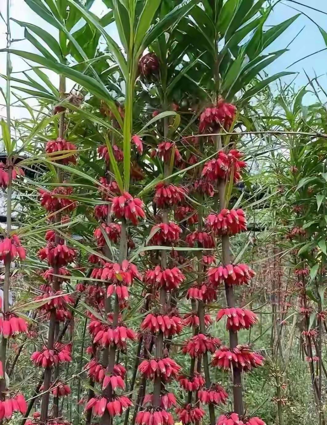 红果子植物图片