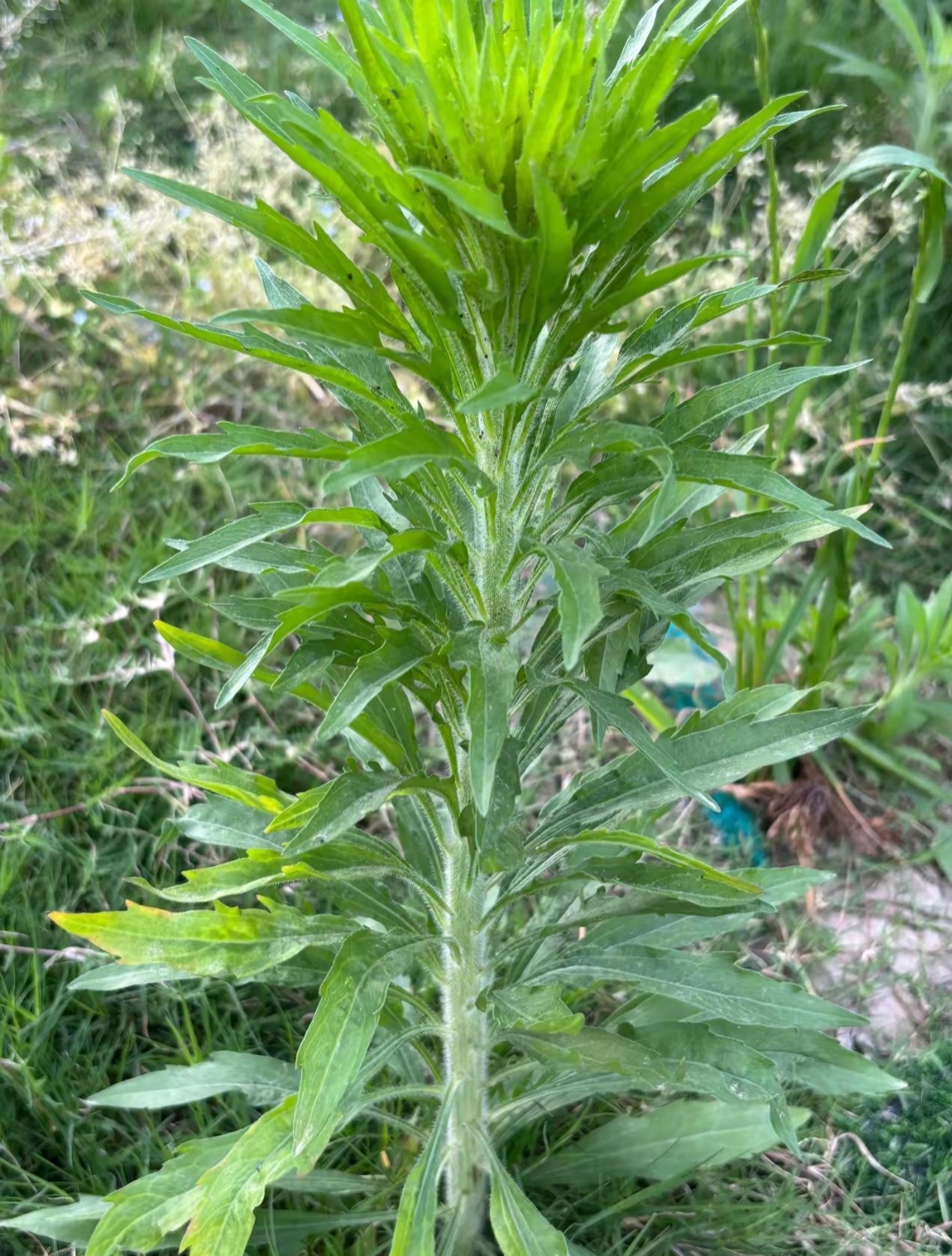 就被摘了,因为它是一种猪食,我这边土话叫强毛草头,也有人叫野苦马,不