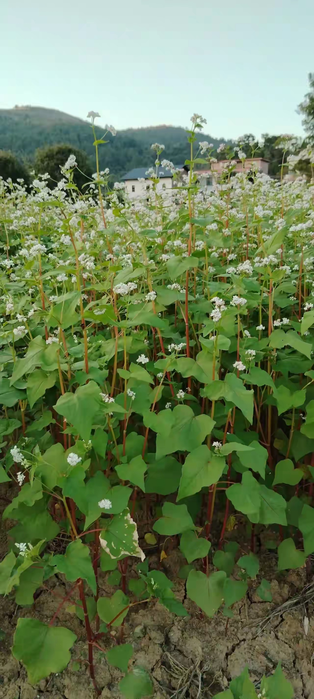 白化苗野菜图片