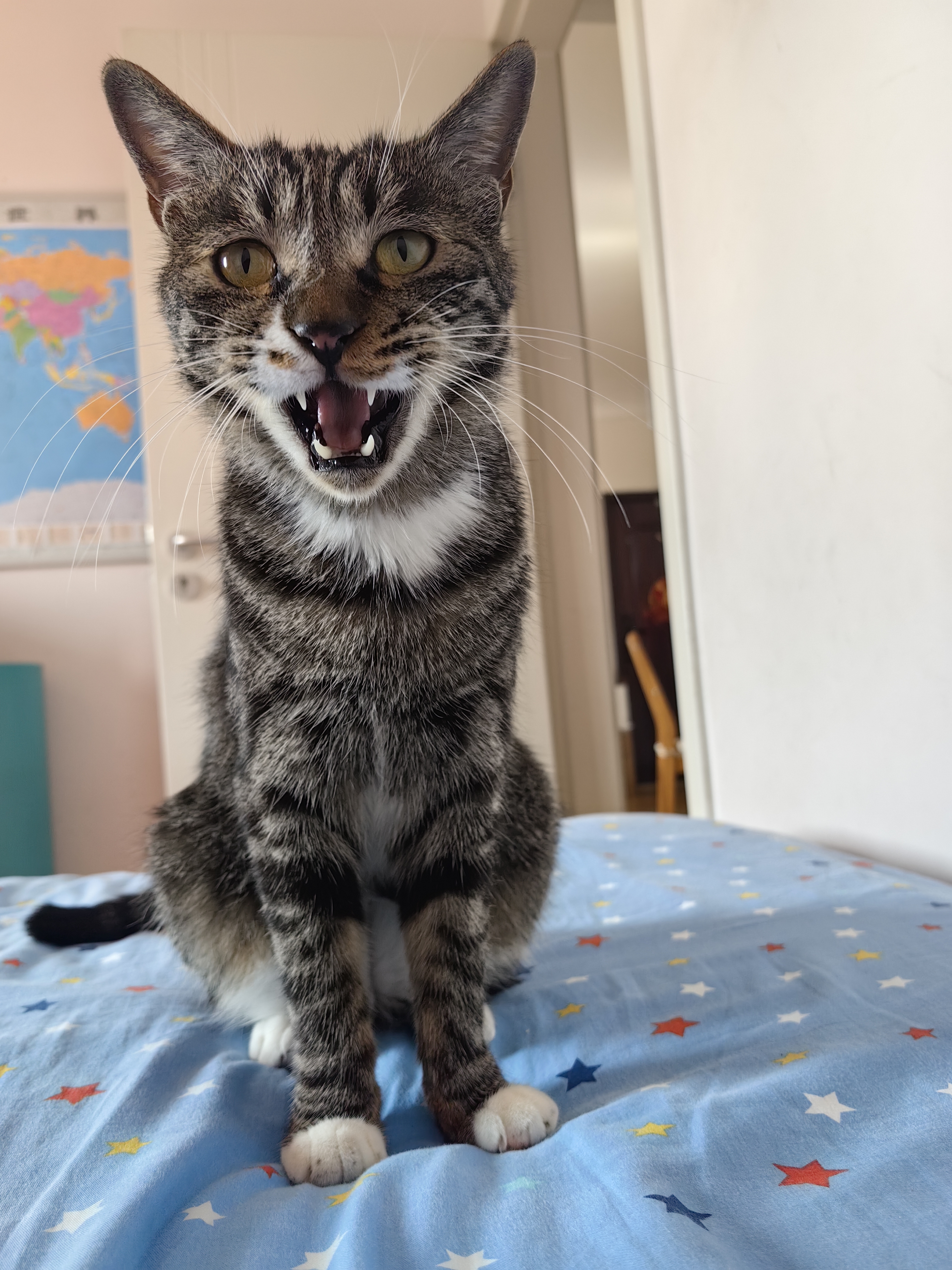 磨人精,玩了一早上中午躺平睡觉了#猫奴聚集地