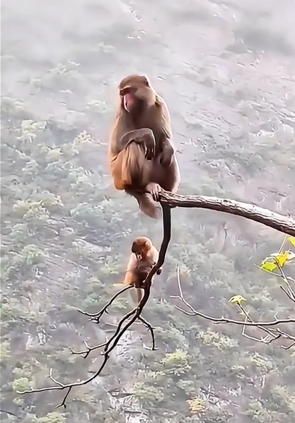 猴妈妈带着小猴子来到高高的树干上,小猴子吓得紧紧抓住树枝,下面是深