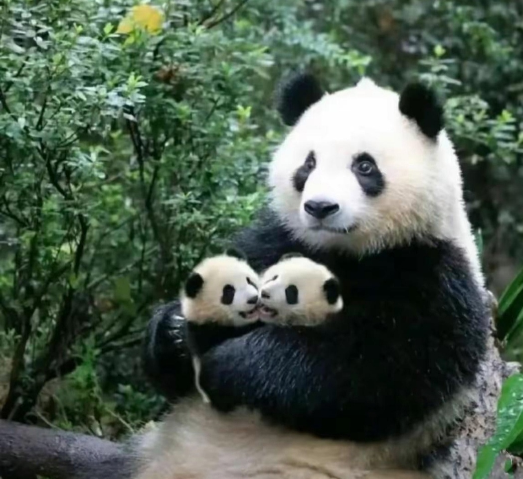 熊猫妈妈抱着两个可爱的宝宝,两个宝宝的美貌让妈妈非常高兴,左看看右