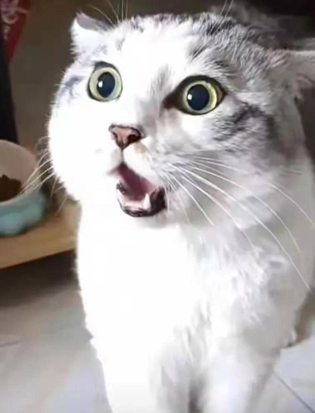 出差回来去接时,猫咪见到她瞪大了双眼,表情惊讶又紧张