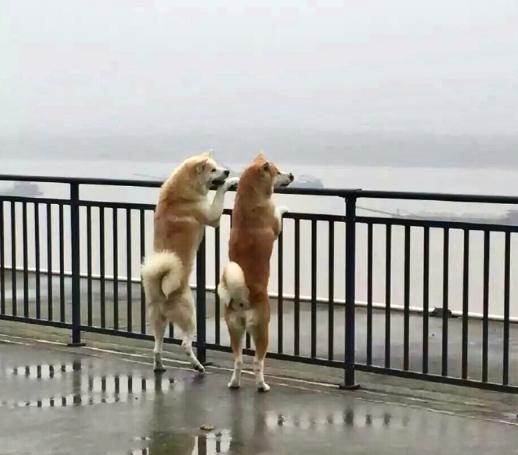 两只狗狗迫不及待的来到海边,看他们交头接耳样子,像是在交流着什么