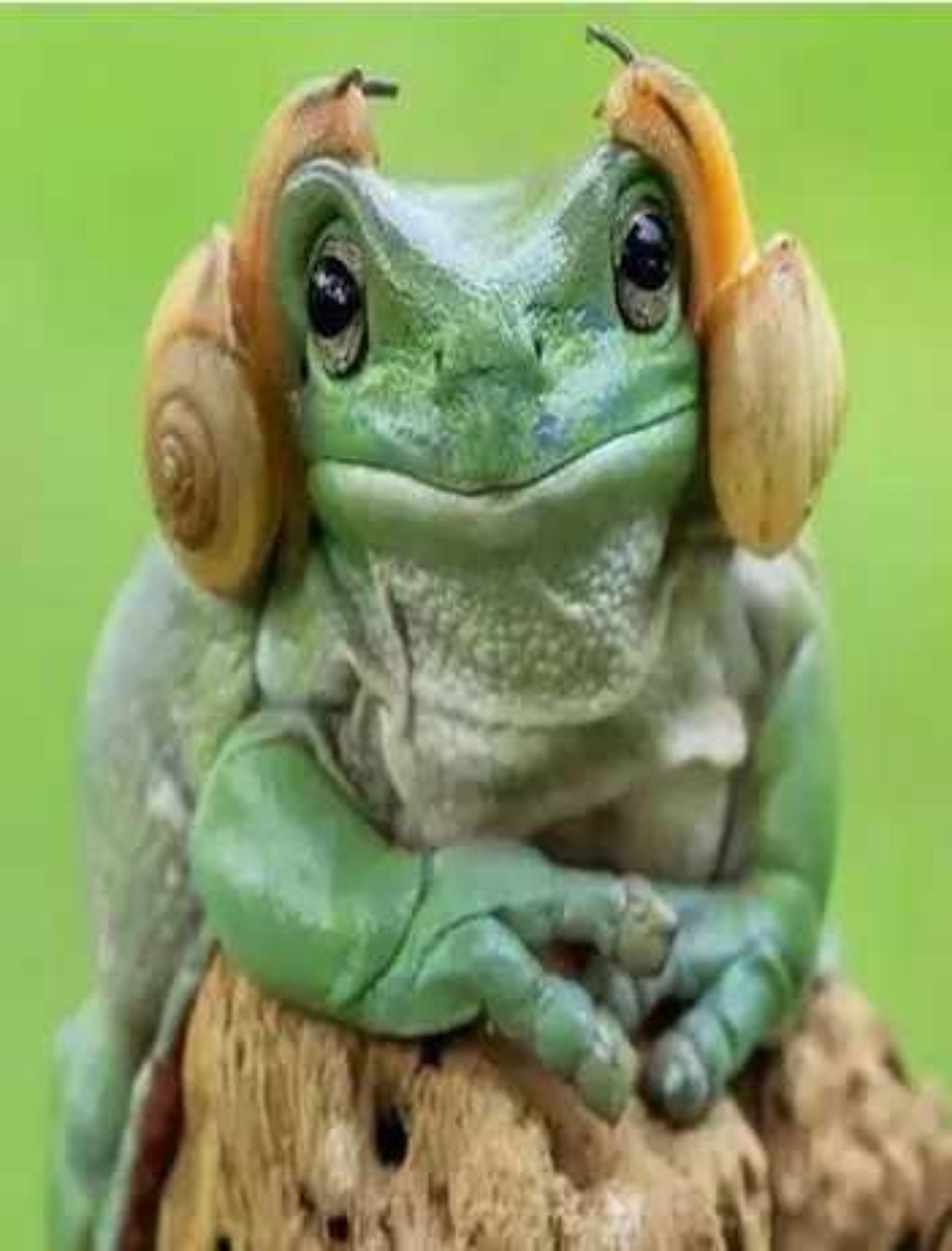 青蛙一脸惊喜:"这是大自然送的耳机?"原来是两只停在它头上的蜗牛.