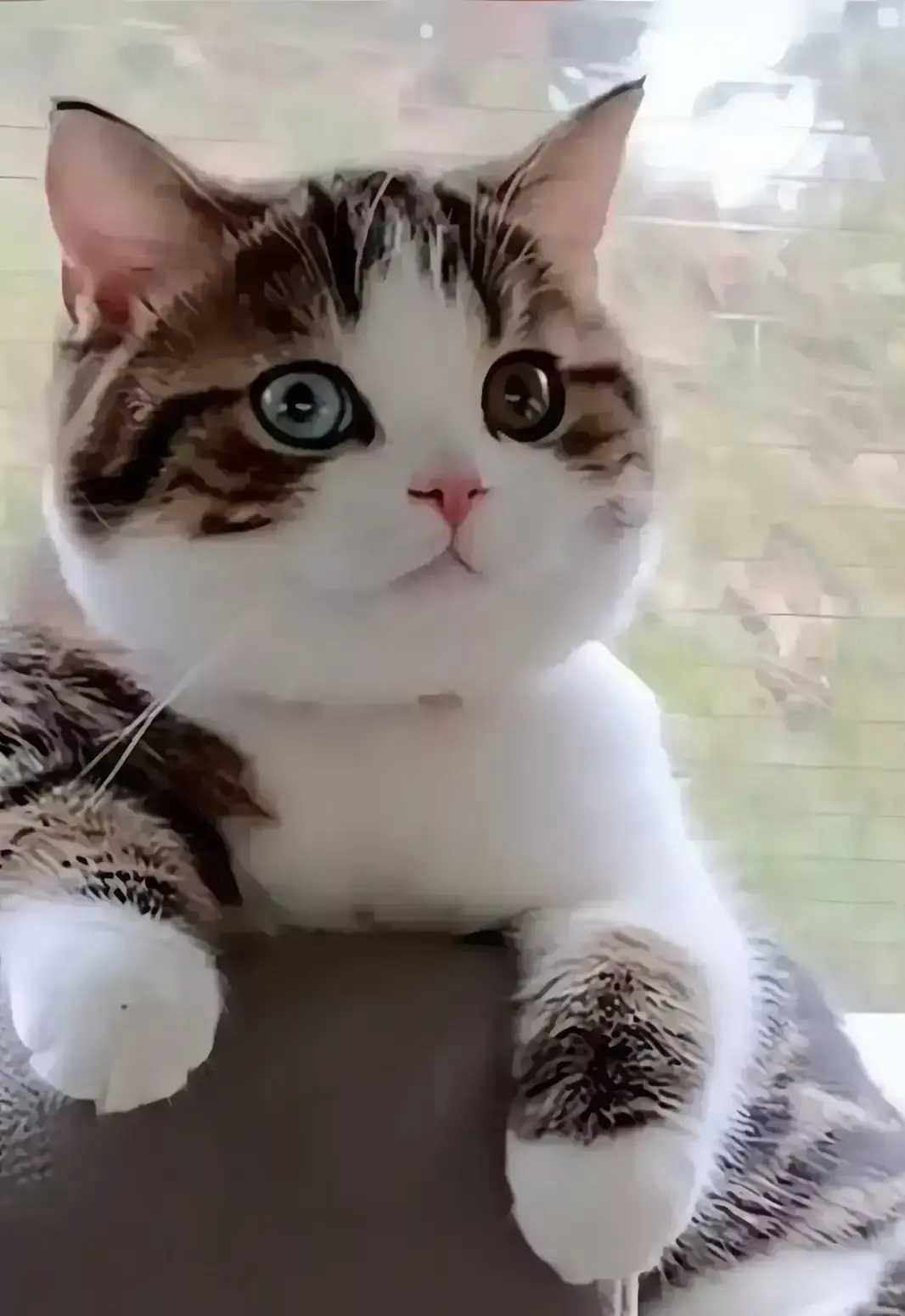 这只小猫咪太可爱了,整个表情既好奇又专注,好像在观察窗外的一切,不