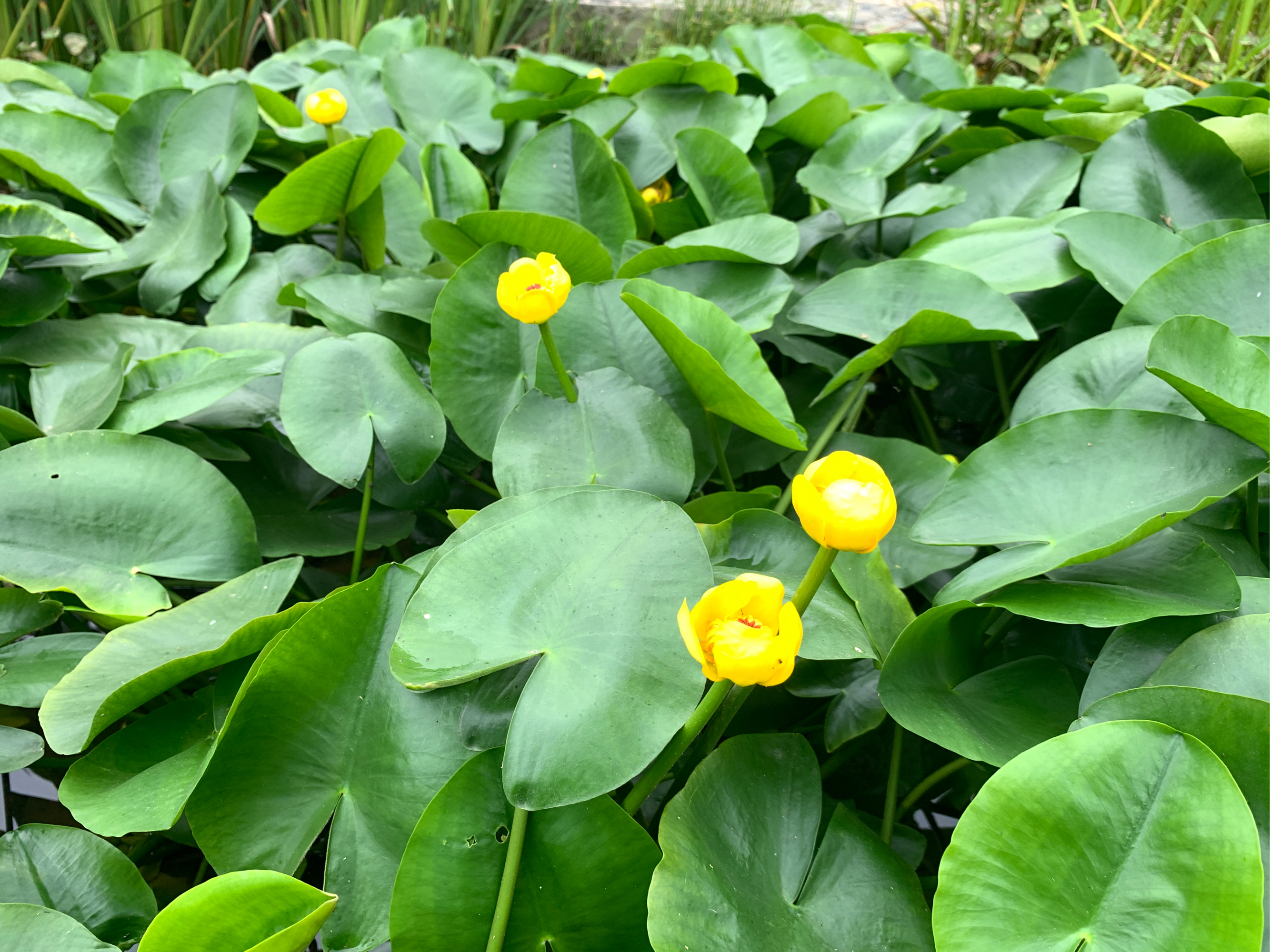 萍蓬草花照片图片