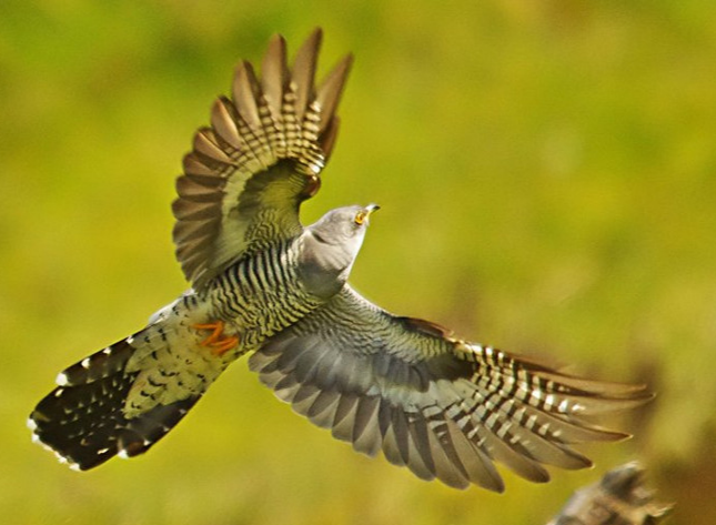 大杜鹃叫声似"布谷,布谷",所以又叫布谷鸟;三声杜鹃叫声似"米贵阳"