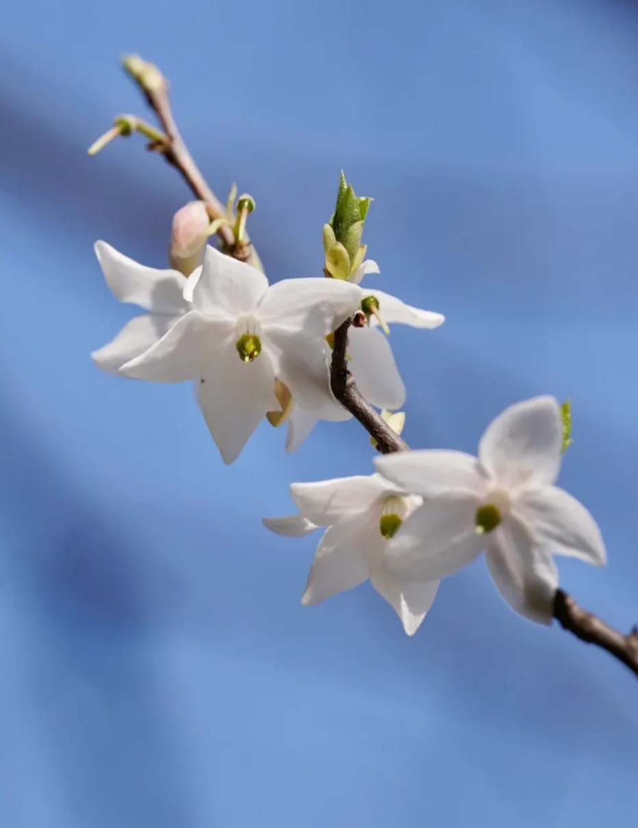 皮平肝利气,用于鼻衄风火目赤,嫩枝叶清热降火,止血止泻  水冬瓜又叫