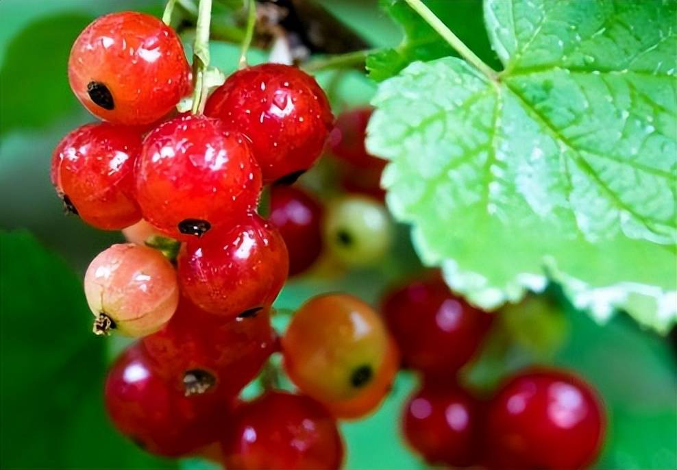 【草药与野菜】‖  这种农村长的"红灯笼",是调节血脂的"良药"【九十