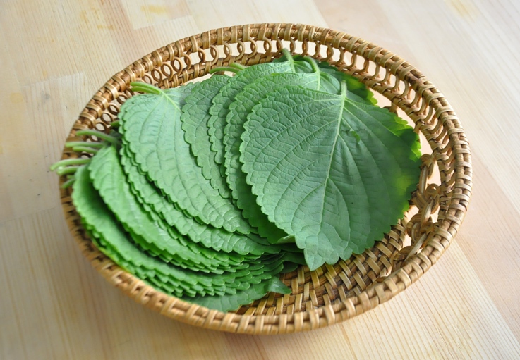 【美味野菜】‖  凉拌芝麻叶: 清香爽口,酸甜美味,好吃得很!