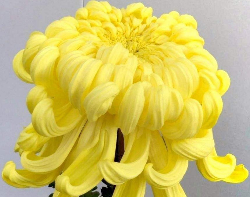 【中国名菊】‖  花体丰满大轮,花色明快如皓月临水的西湖柳月菊