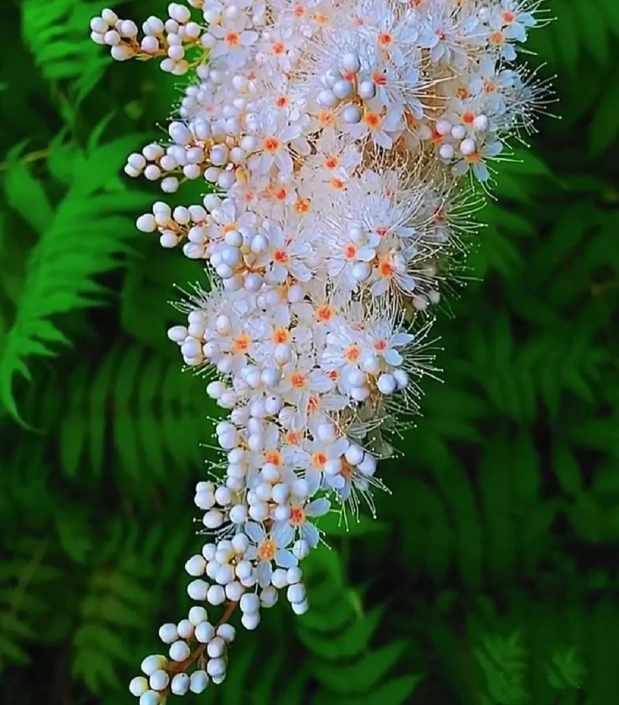 【珍稀植物】‖  珍珠梅: 株丛丰满白花清雅花期很长,适宜在各类园林