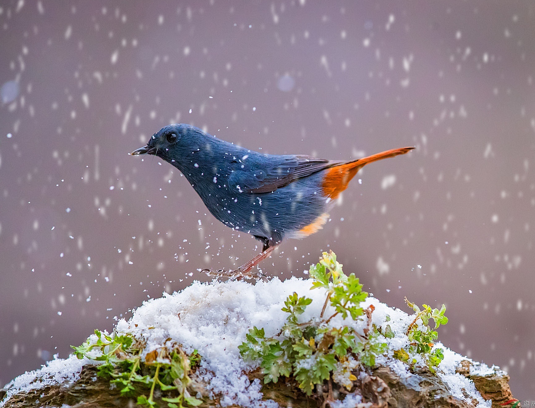 动态连更挑战# 【歌词典藏】‖  雪候鸟  熊天平原唱  作词: 许常 