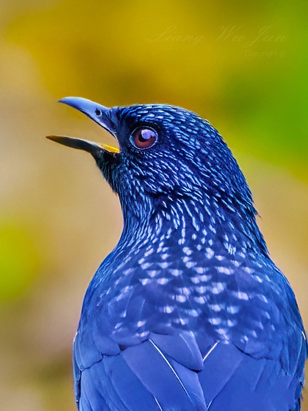 【珍稀鸟类】‖  紫啸鸫: 在中国湖南为夏侯鸟,种群数量稀少,是中国