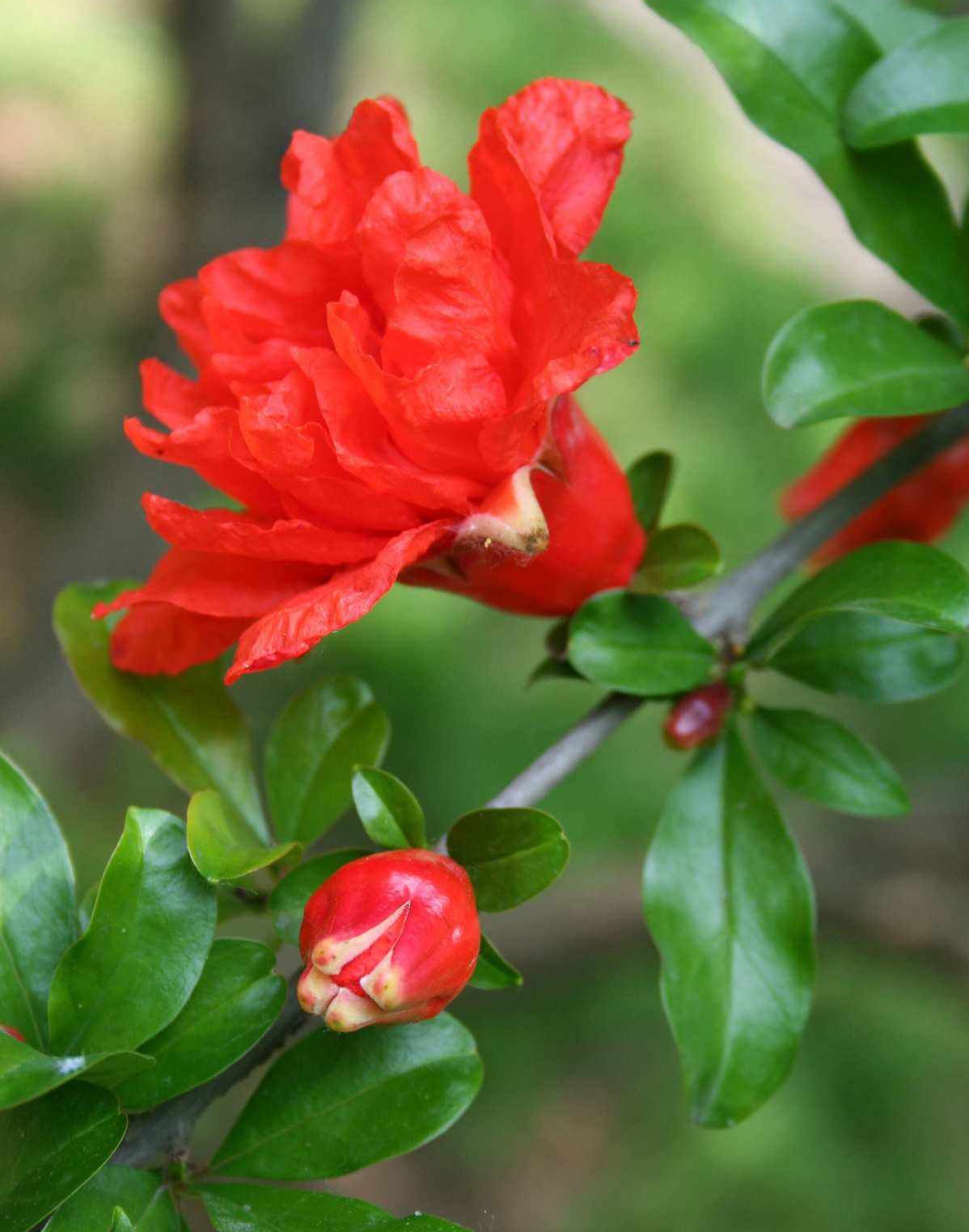 【珍稀植物】‖  石榴花: 寓意吉祥富贵之意,它红得浓深,红得娇艳,花