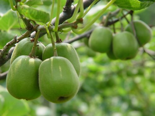 【著名植物】‖  大籽猕猴桃: 成熟后可食用,叶可喂猪,根部可作杀虫