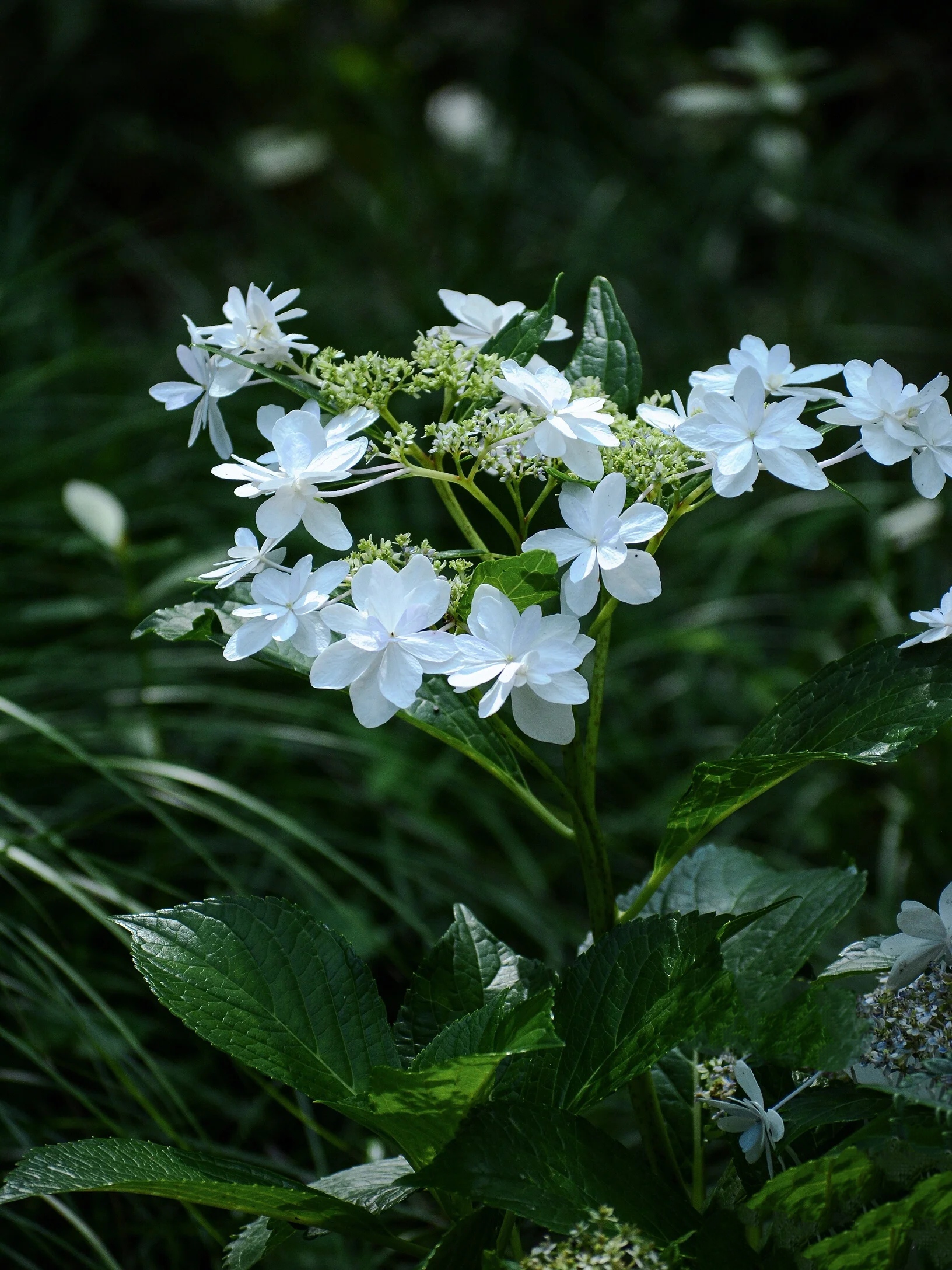 【珍稀植物】‖  泉鸟绣球: 光听名字就很有灵性,它是进口品种的大花