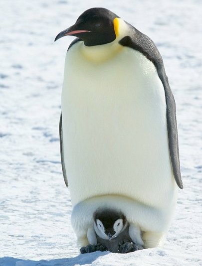 让人动容!万物生灵,都是在母亲的抚育下成长起来的!  所以母爱才
