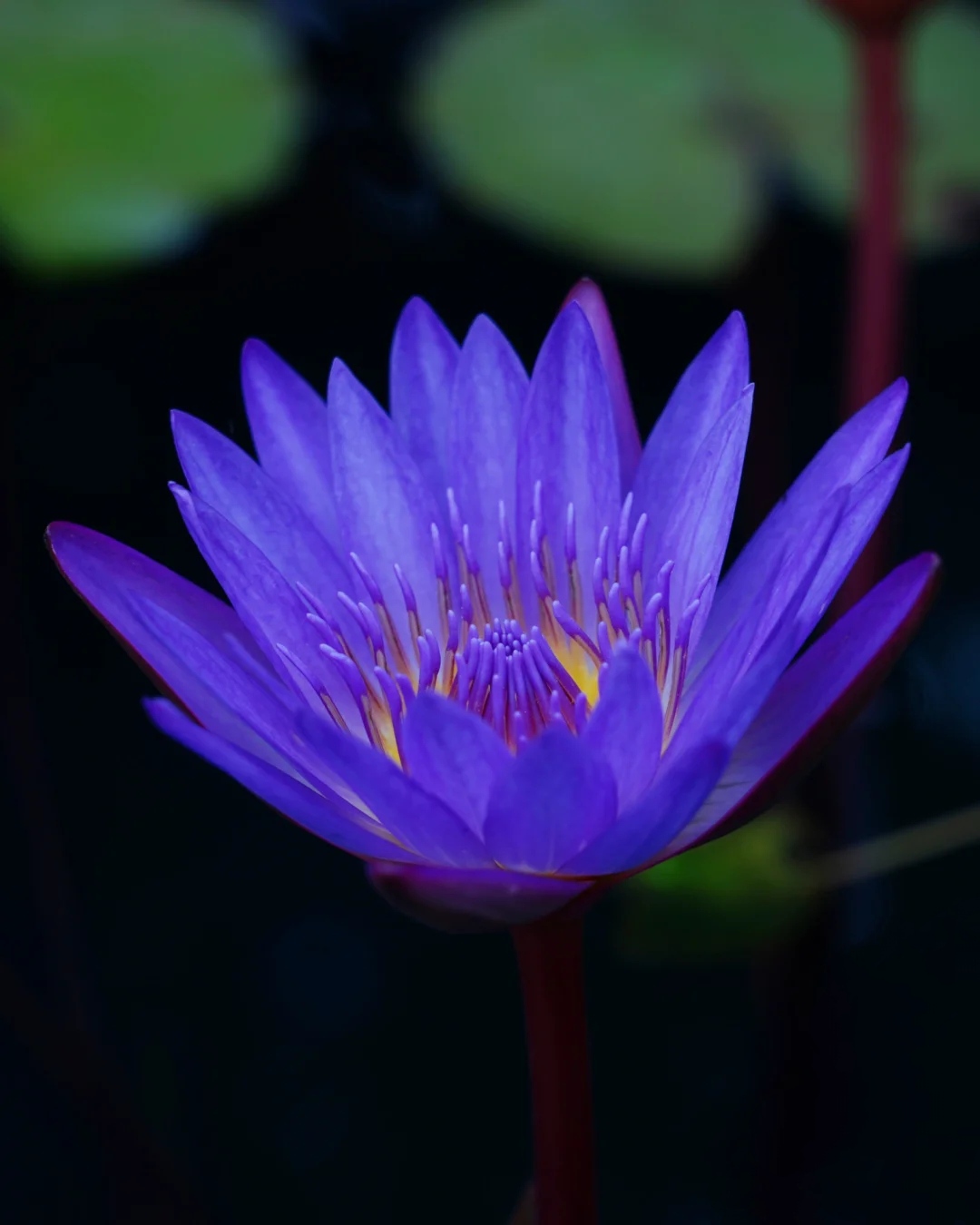 【珍稀植物】‖  蓝睡莲: 原产墨西哥,深受大众喜爱的花卉品种  蓝