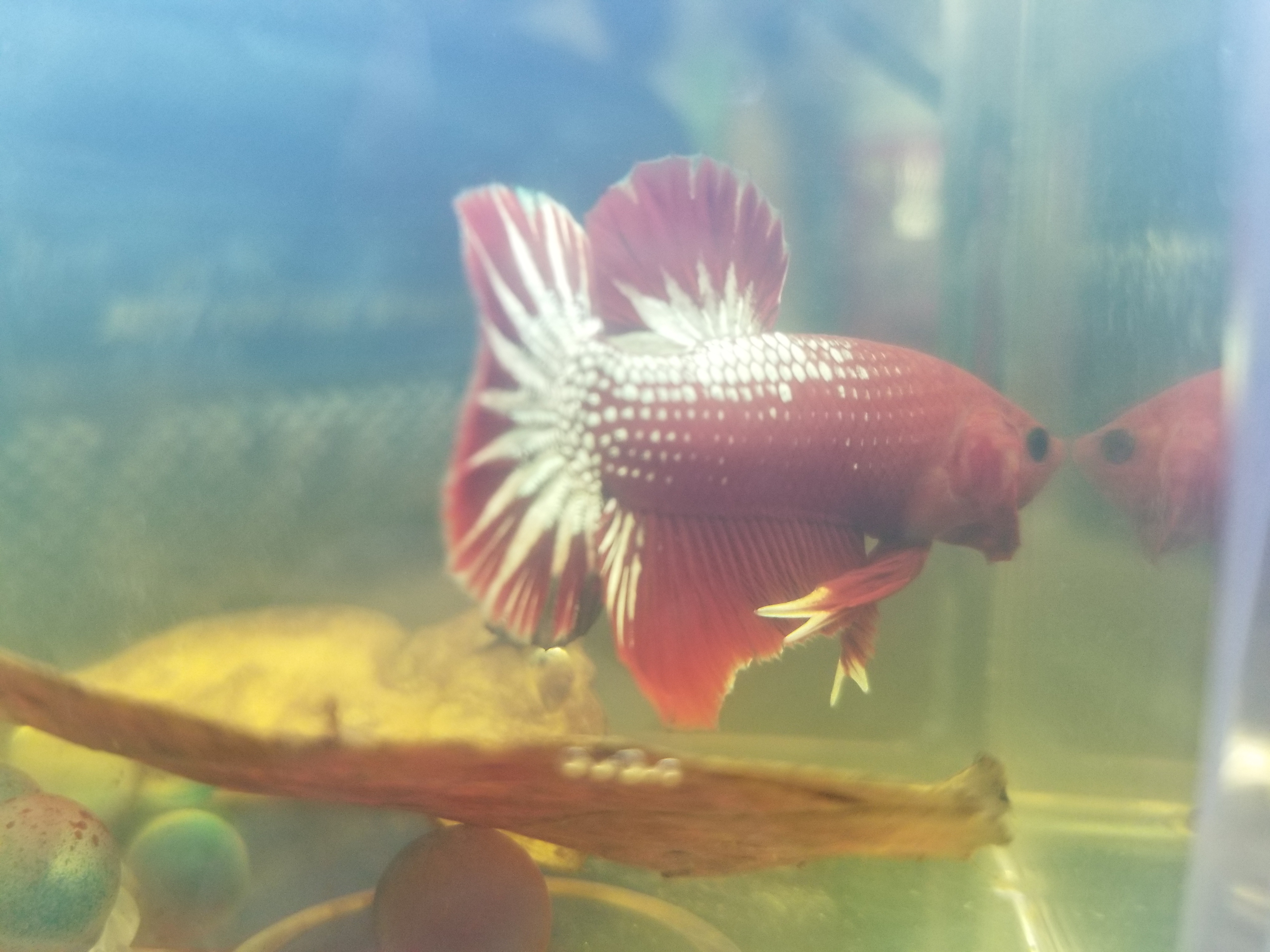 花鸟鱼虫基地# 我超爱的一条红越南星尾将军斗鱼fccp,叉型腹鳍,三鳍