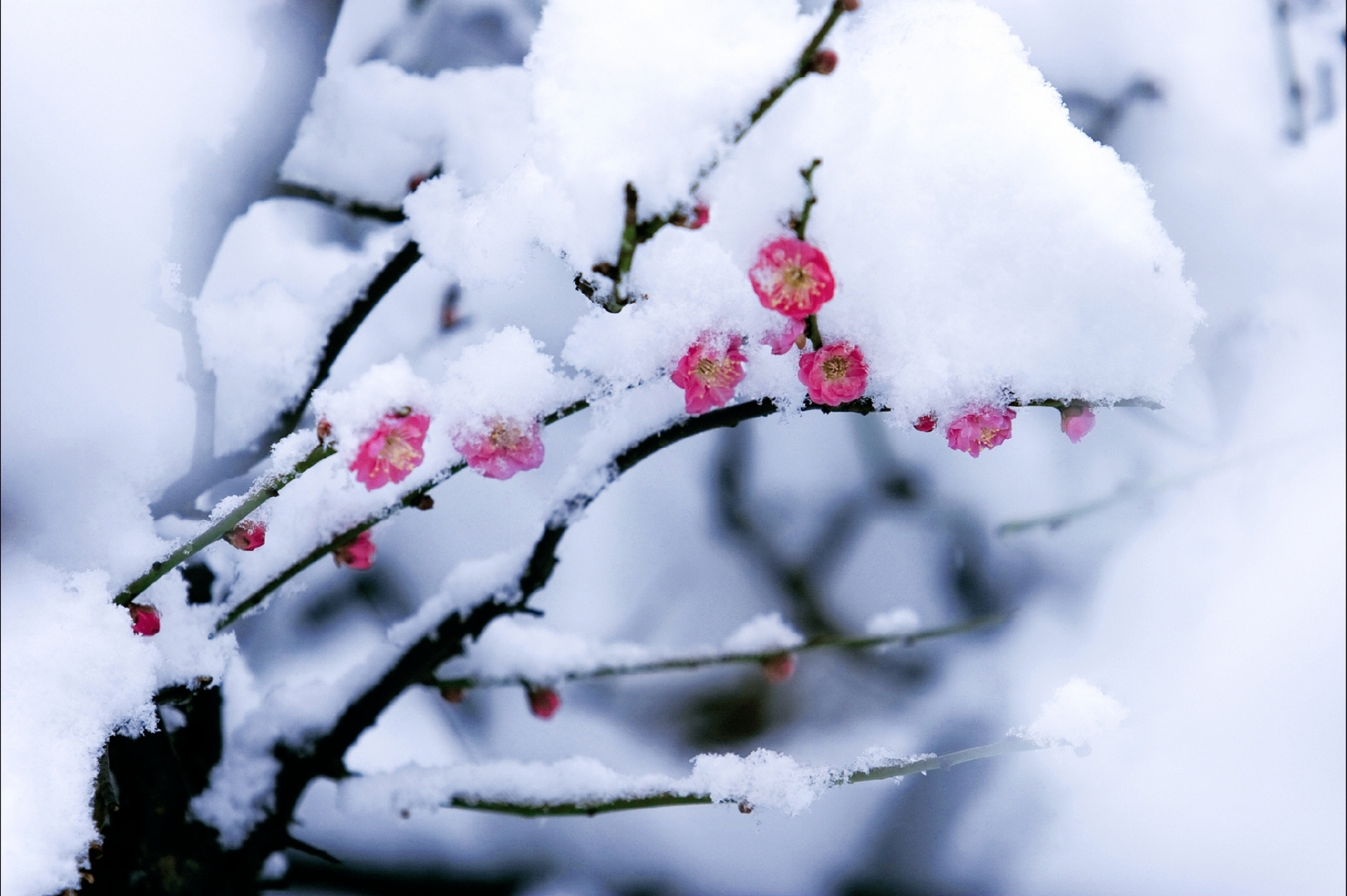 雪压枝头映梅花, 寒风中吐香自华. 冬日仙子下凡间, 赠予人间一抹霞