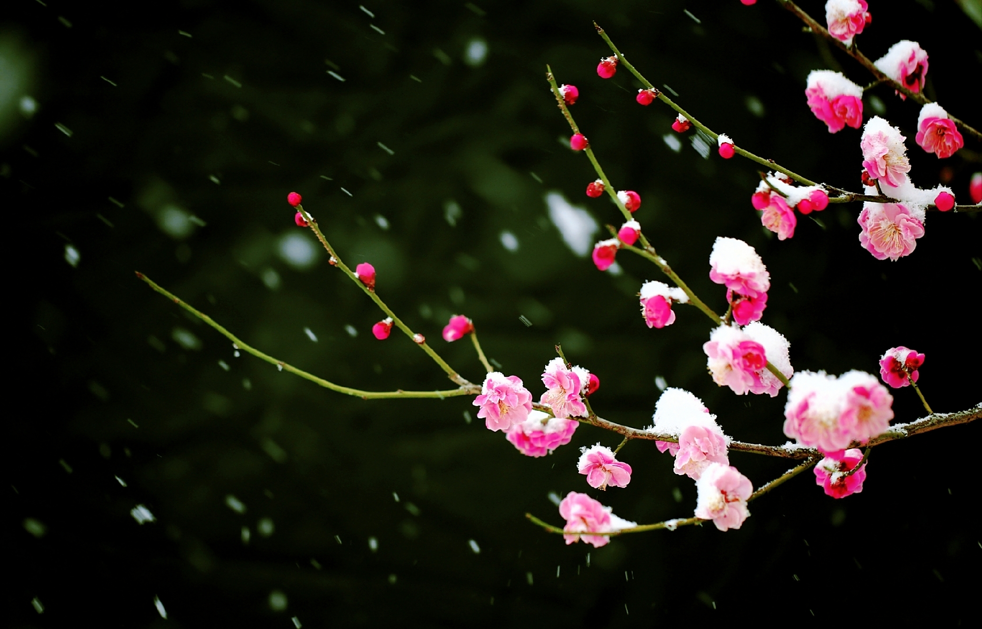 雪压枝头映梅花, 寒风中吐香自华. 冬日仙子下凡间, 赠予人间一抹霞