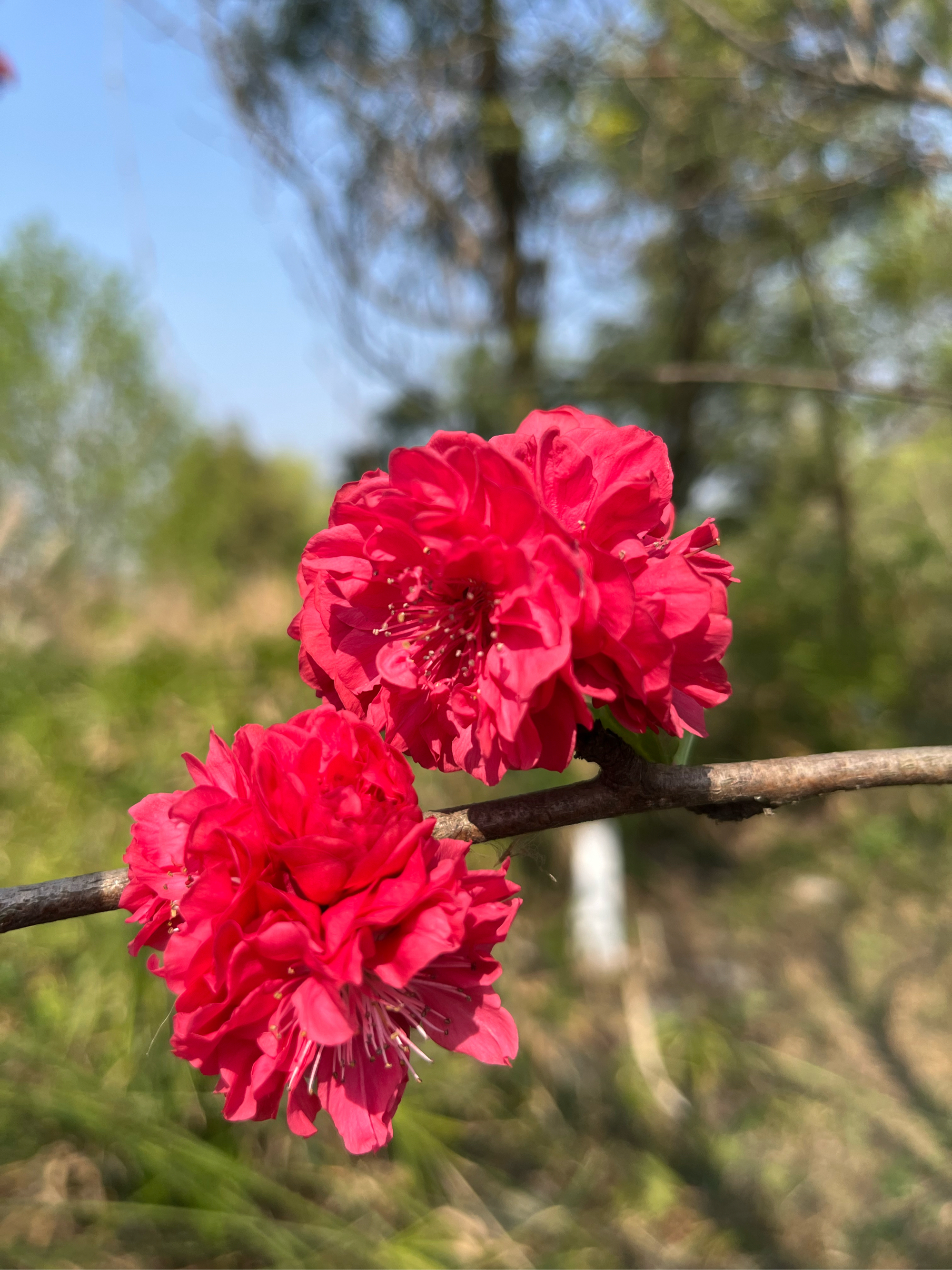 闲花野草逢春生真相图片