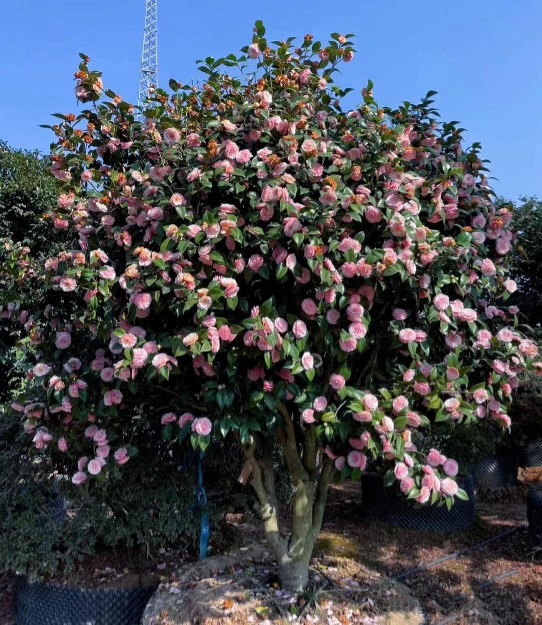 野茶花树图片