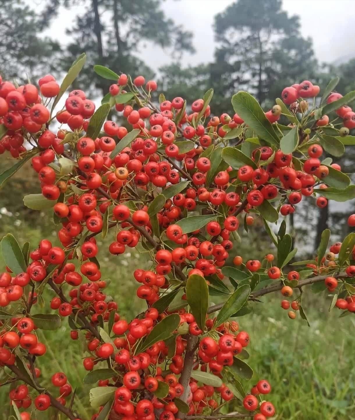 一般的我们会把火剌果晒干,跟菊花一起泡茶喝,你