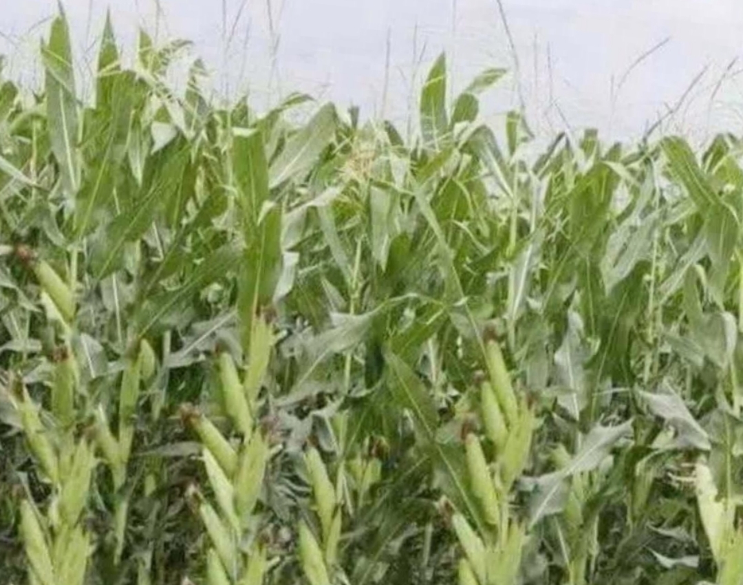 这就是我家种玉米,是最新的改良品种,有五十亩地,养了三百只鹅子,你说