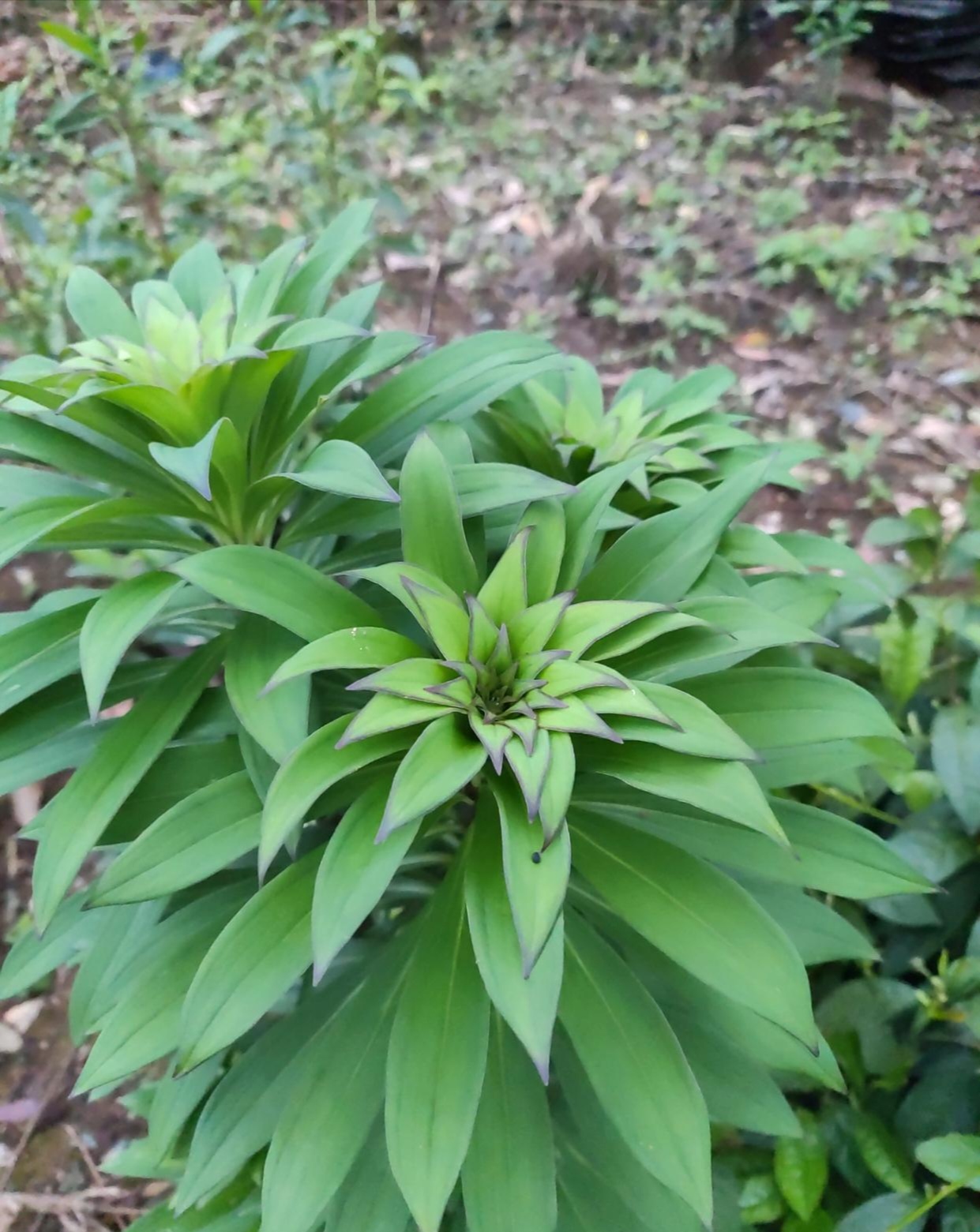 我家后山的野百合,这种野百合在后山都处都是,不要人工去种植的,每年