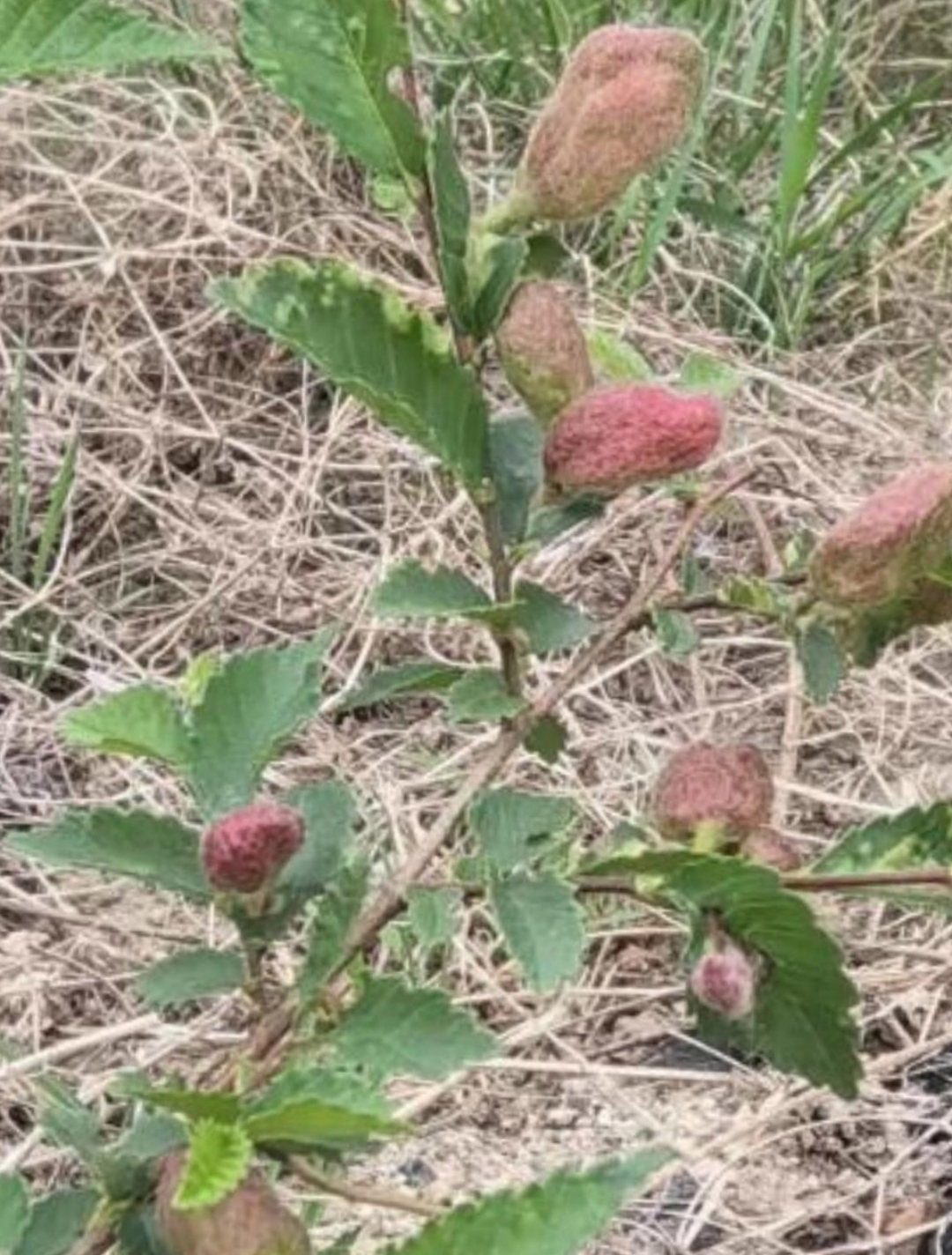 这种植物在我们这里也叫榆树,结的果子叫榆子,每家每户屋前都会种,起