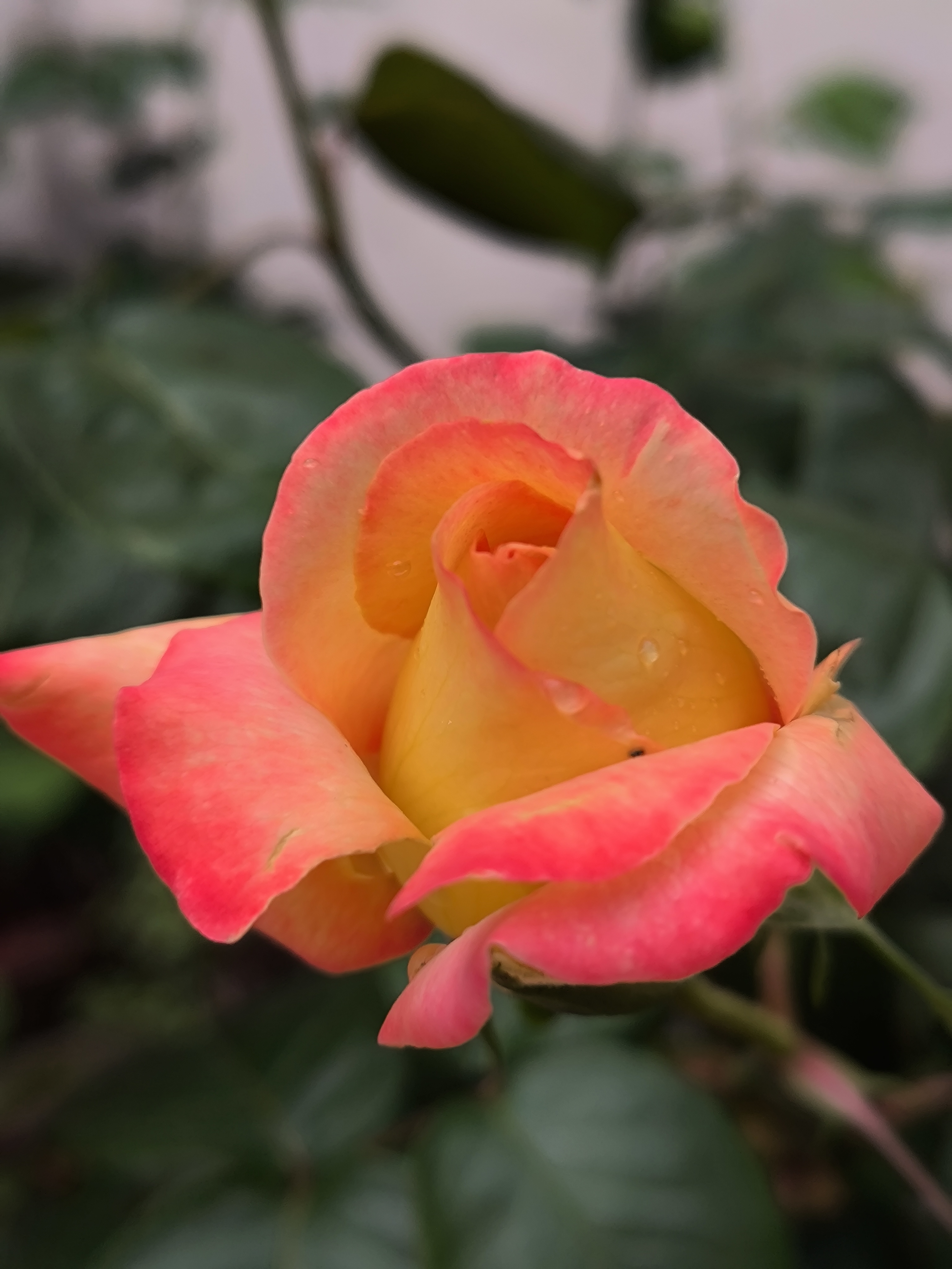 前一天的清晨推开房门,金色的月季花吸引了注意力,它黄得厚重,黄得透