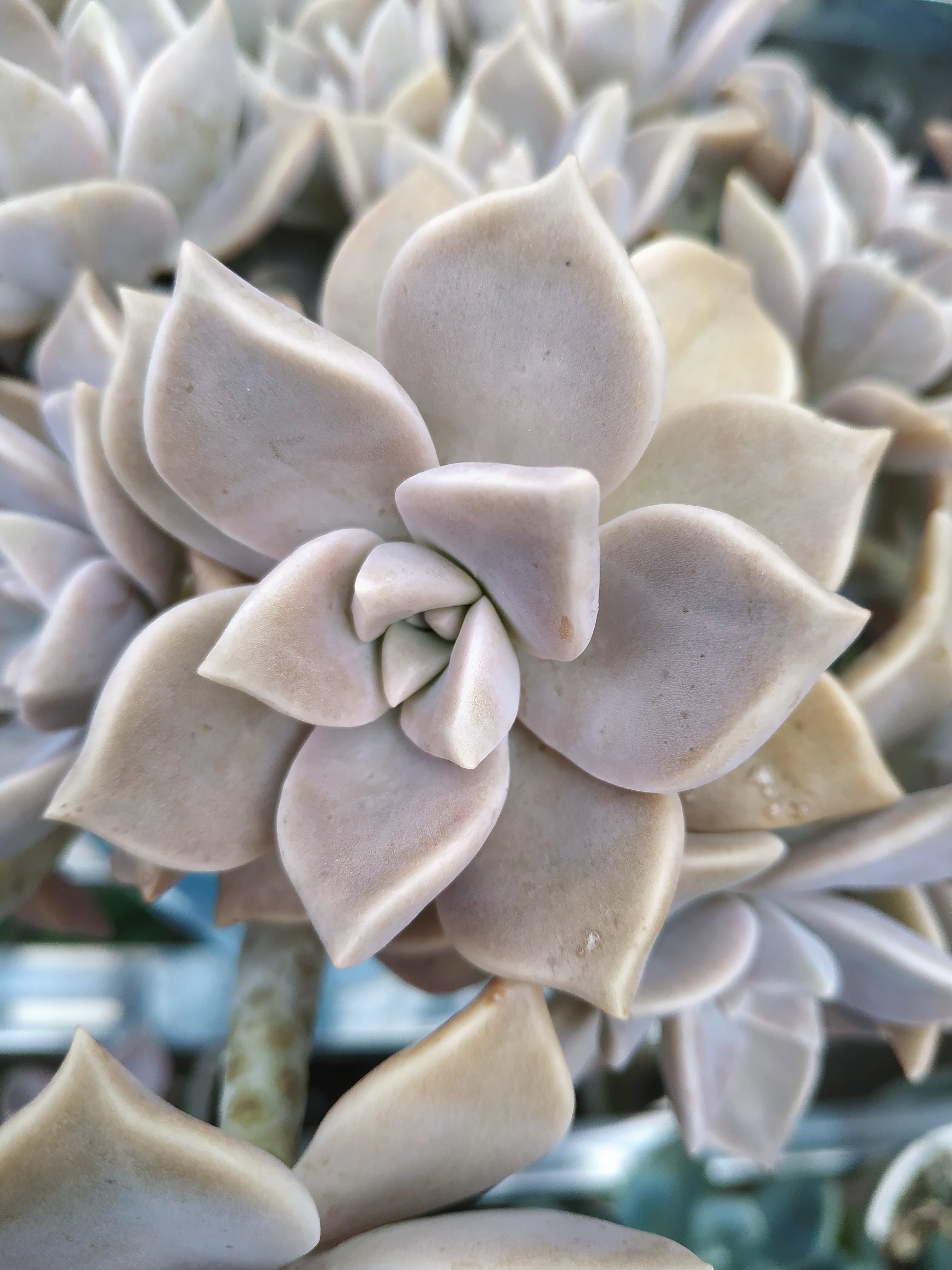 同样露养的胧月,色彩相差这么大.什么原因?#多肉植物