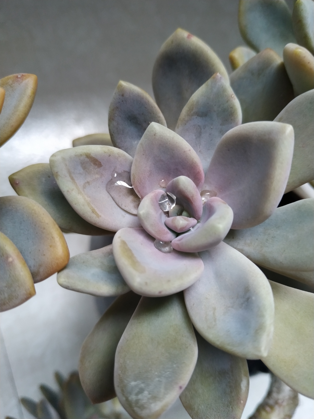 张牙舞爪瘦弱不堪却又爱不释手的胧月,魅力就在于它顽强不屈的生命力!