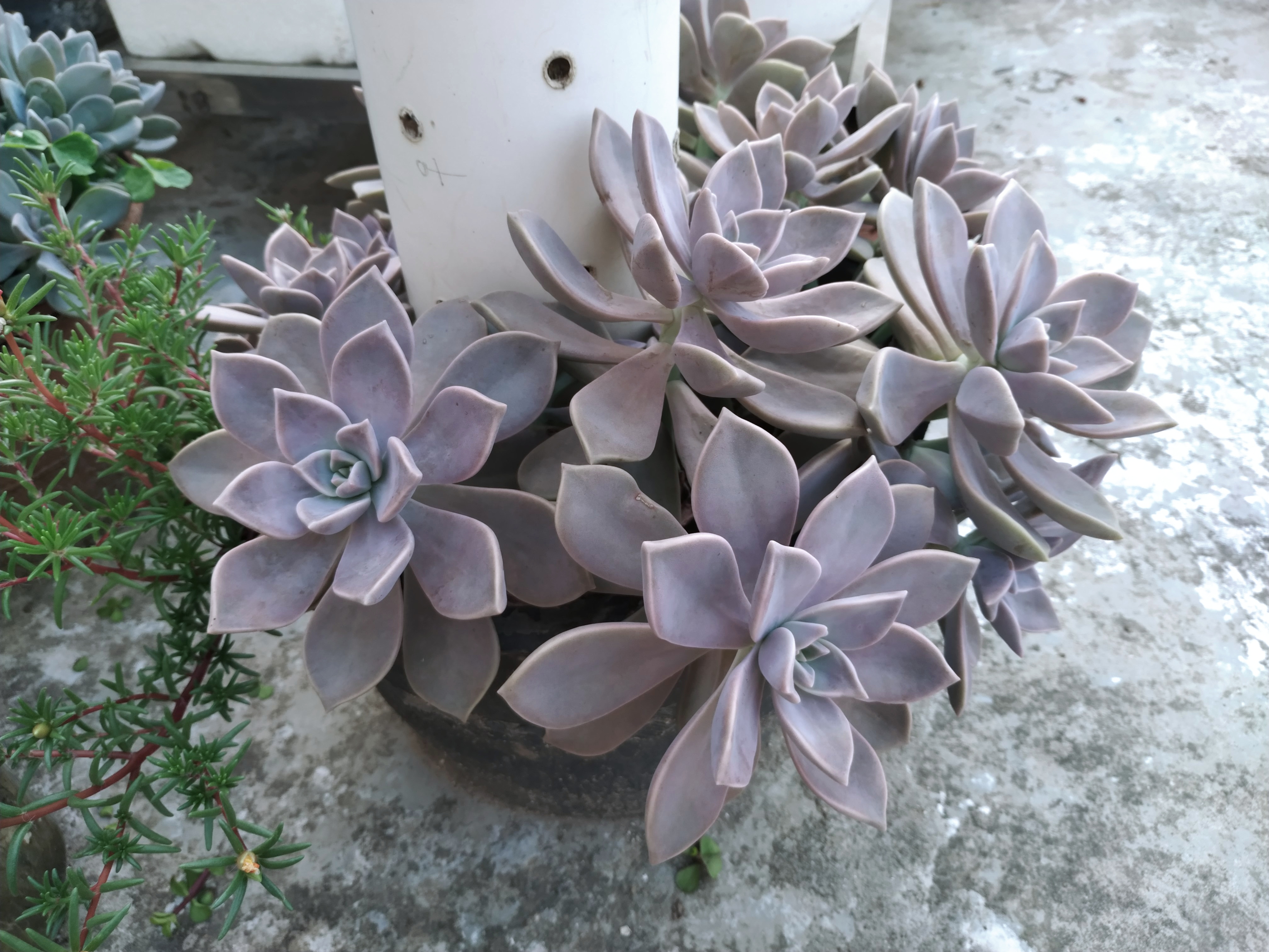 同样露养的胧月,色彩相差这么大.什么原因?#多肉植物