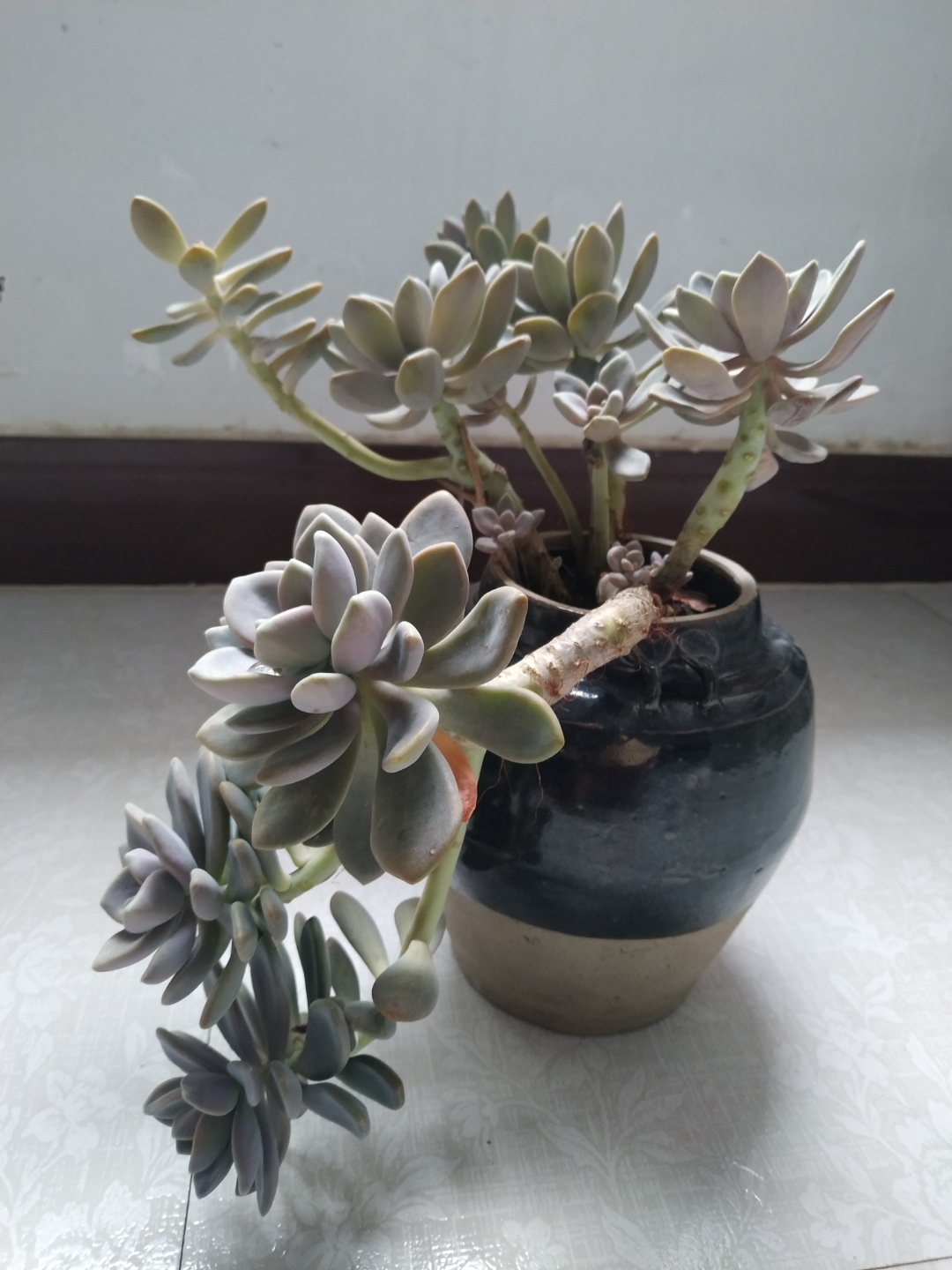 张牙舞爪瘦弱不堪却又爱不释手的胧月,魅力就在于它顽强不屈的生命力!