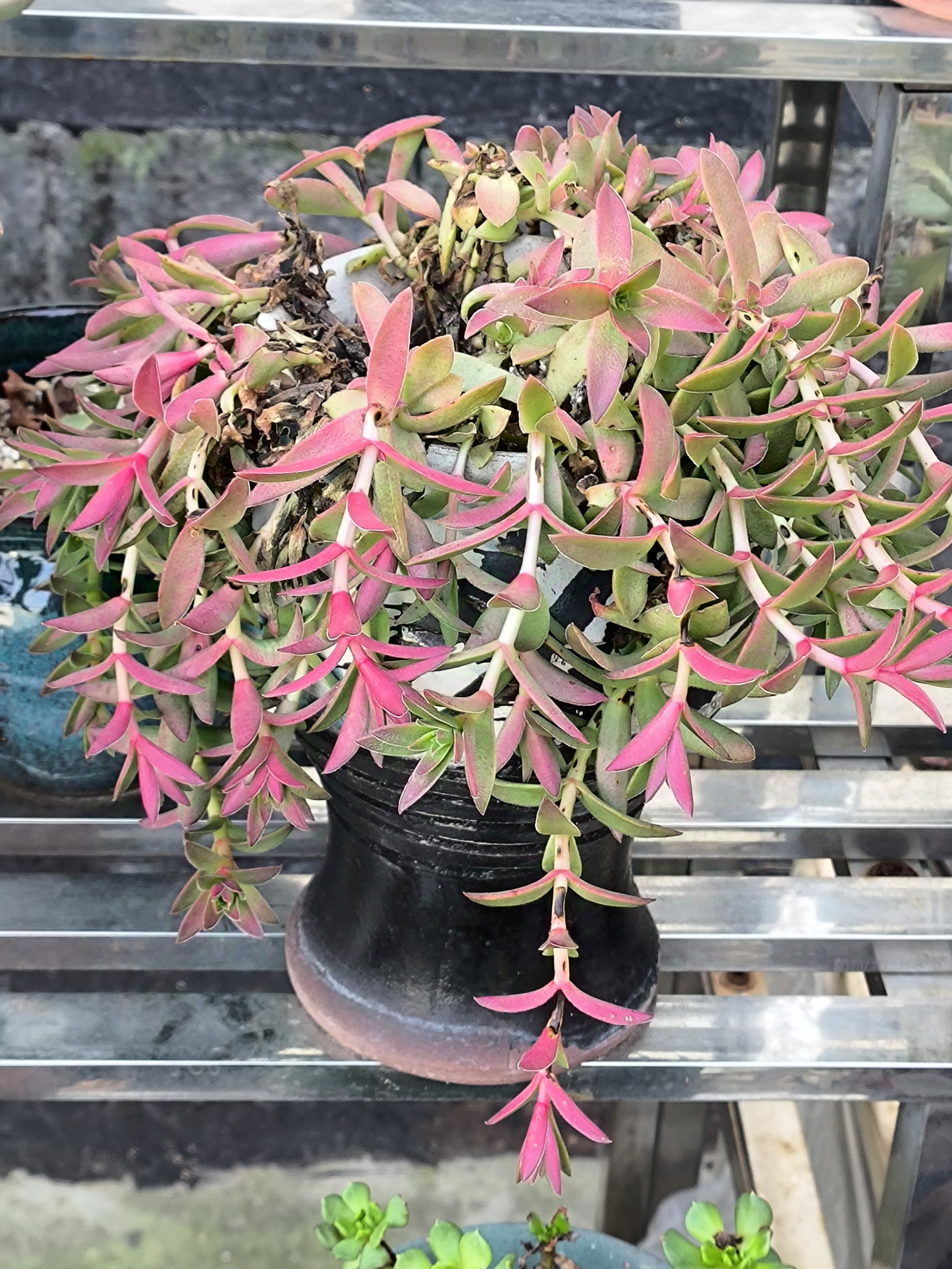 经历了一个多雨的夏季,多肉们伤亡了许多,活着的也失去了原来的样子