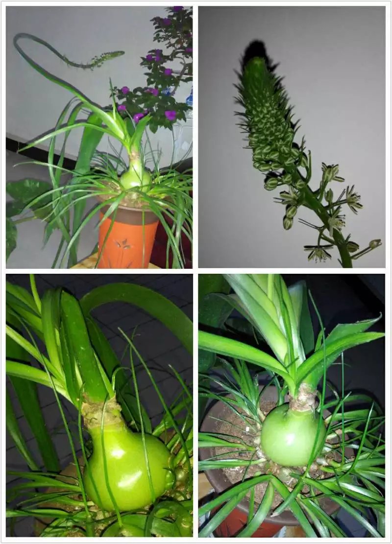 海葱,一种可以粗放管理的花草.因球茎碧绿晶莹,俗称玉蒜.