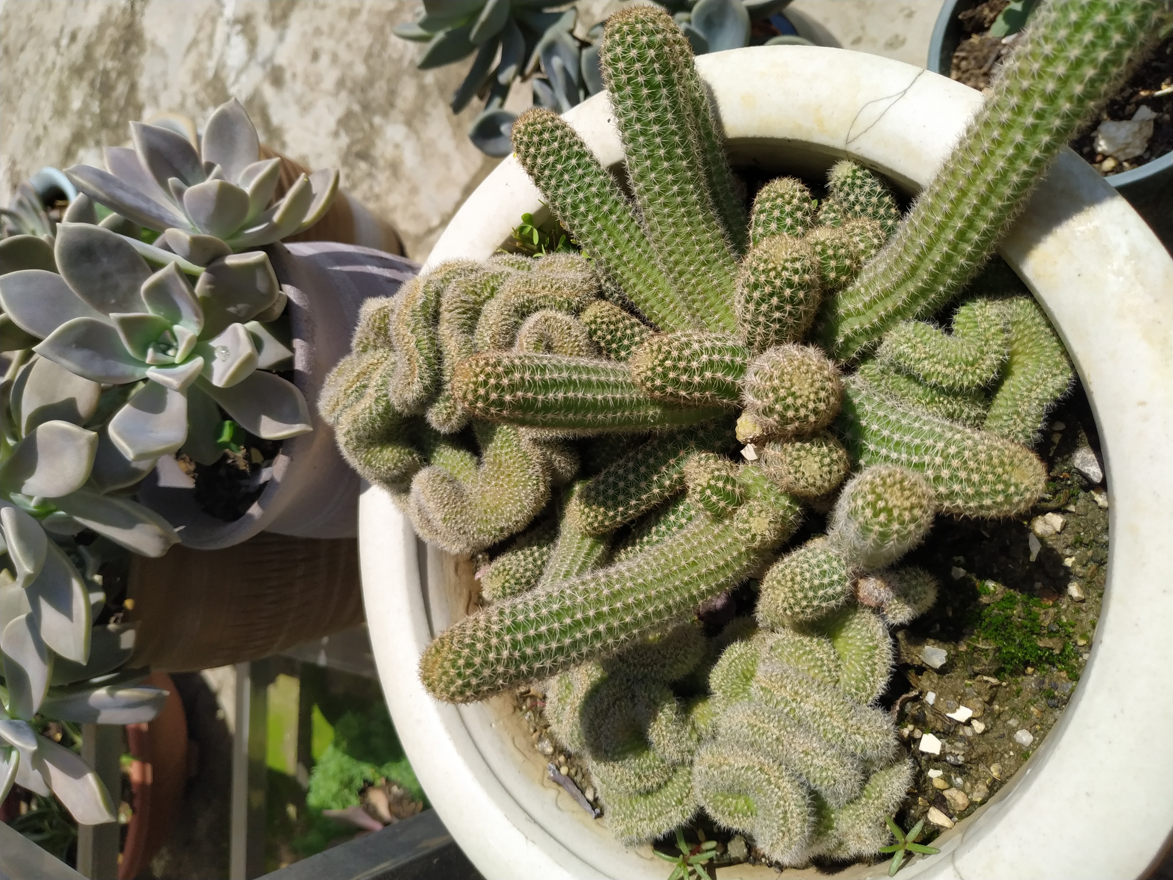 白檀缀化"返祖"啦!