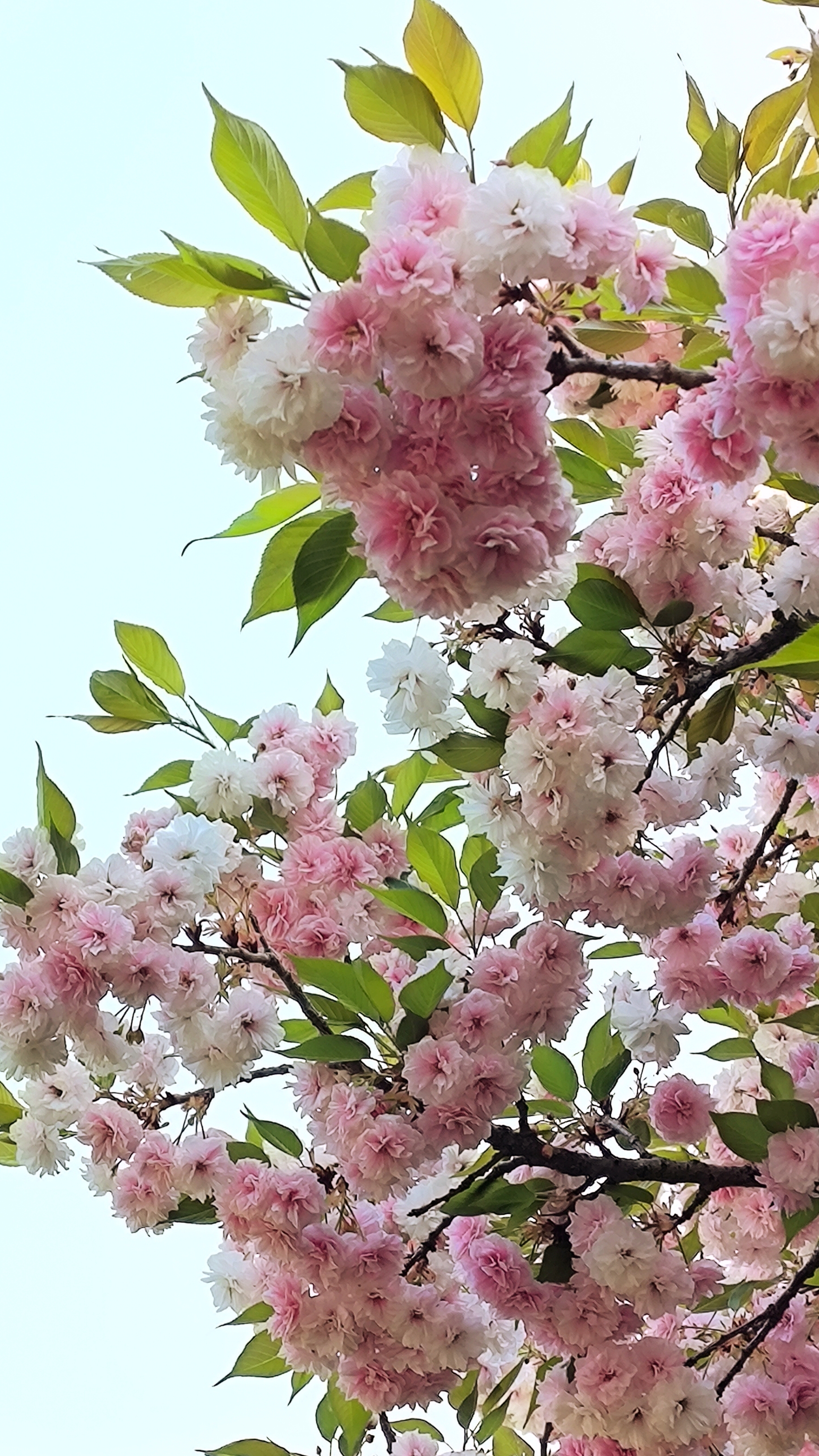 樱花树照片壁纸图片